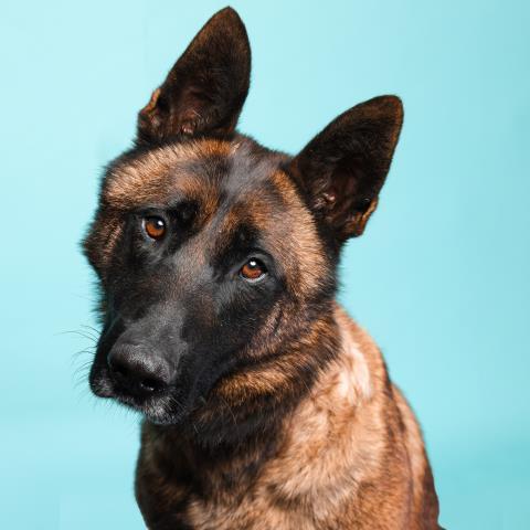 Enlarge ACE, a Adoptable mixed breed in Camarillo, CA image 1/1