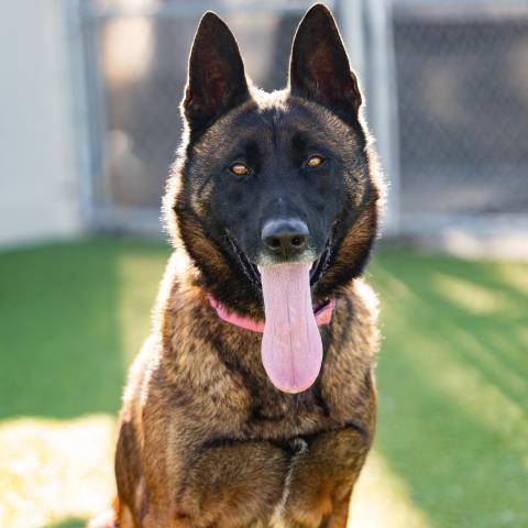 ACE, Adoptable, Young Male Belgian Shepherd / Malinois & Mixed Breed.