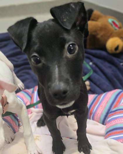 Amity, Adoptable, Young Female Mixed Breed & Mixed Breed.