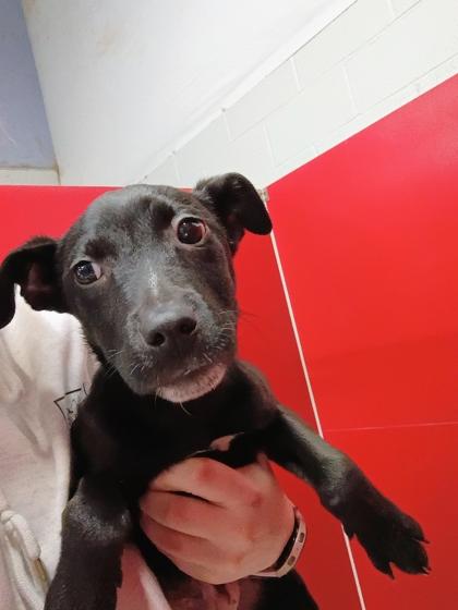 Enlarge Amity, a Adoptable mixed breed in Beatrice, NE image 2/2