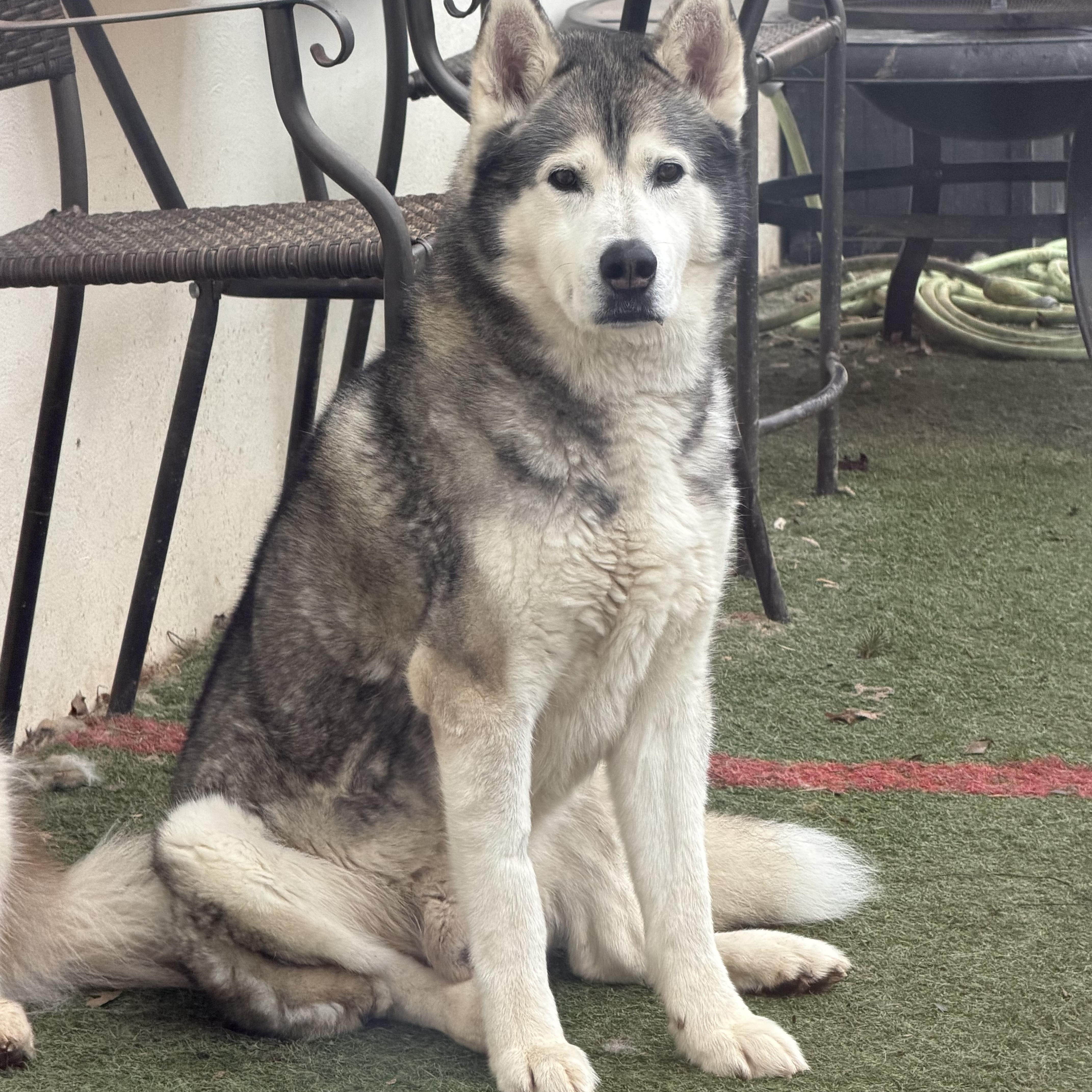 Enlarge Johnny , an adopted mixed breed in Spring City, PA image 1/4