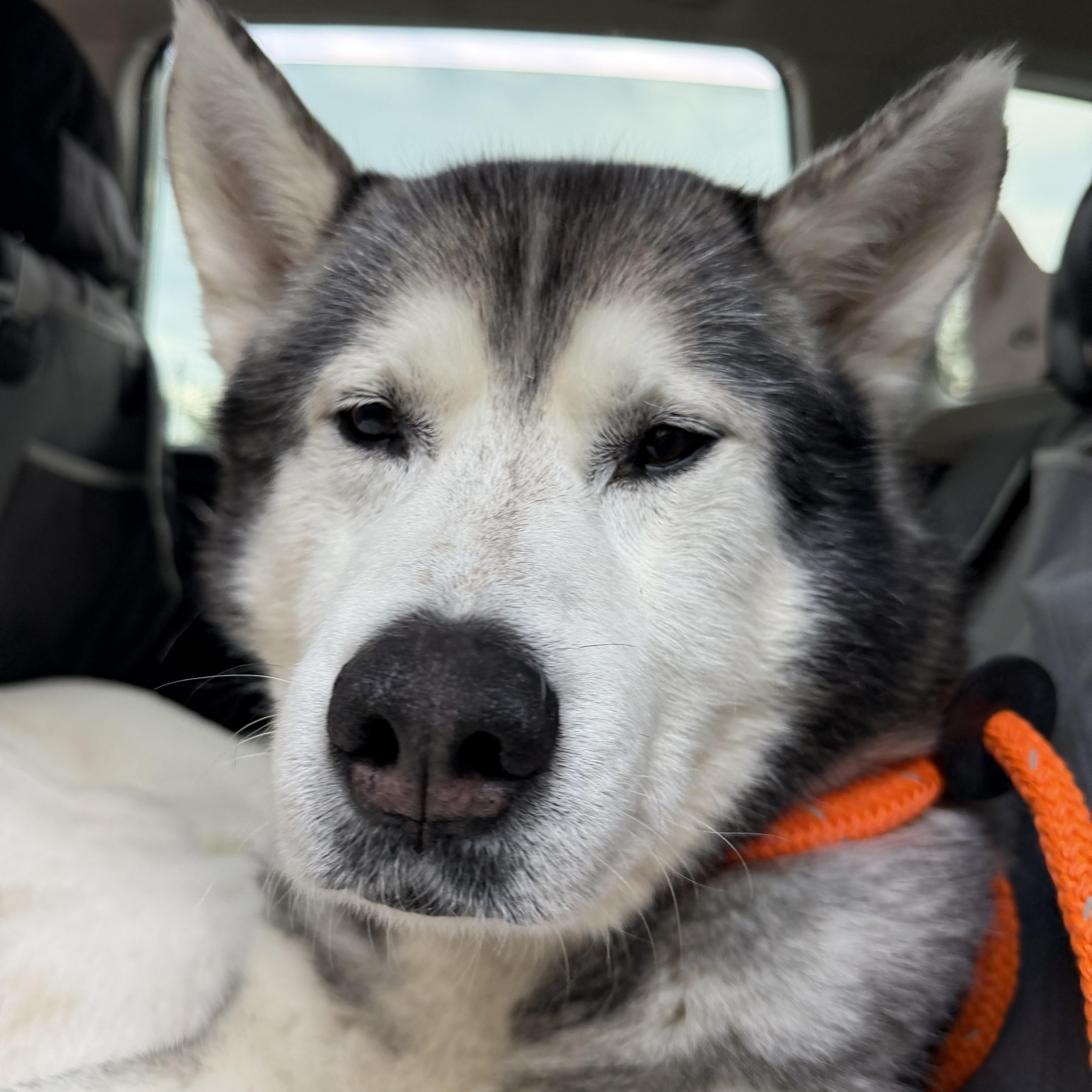 Enlarge Johnny , an adopted mixed breed in Spring City, PA image 3/4