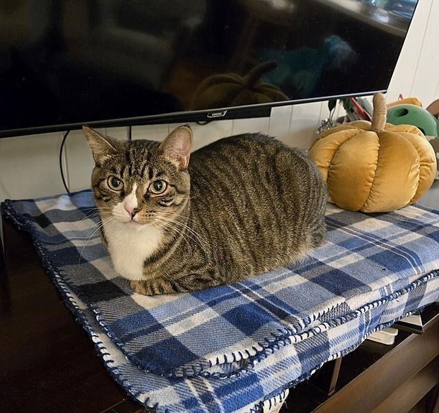 Cardee, Adoptable, Adult Female Domestic Short Hair.