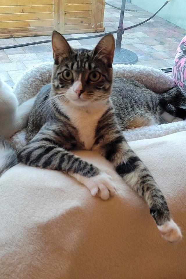 Enlarge Cardee, a Adoptable Domestic Short Hair in Tampa, FL image 2/2