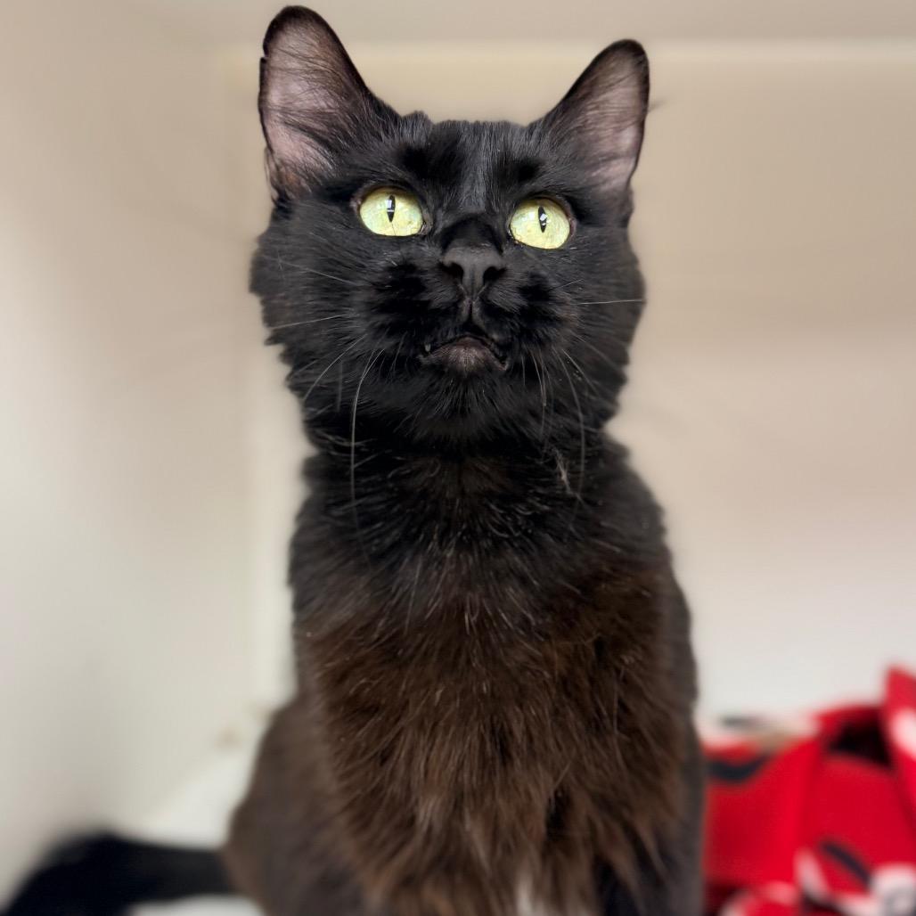 Gabby, Adoptable, Adult Female Domestic Short Hair.