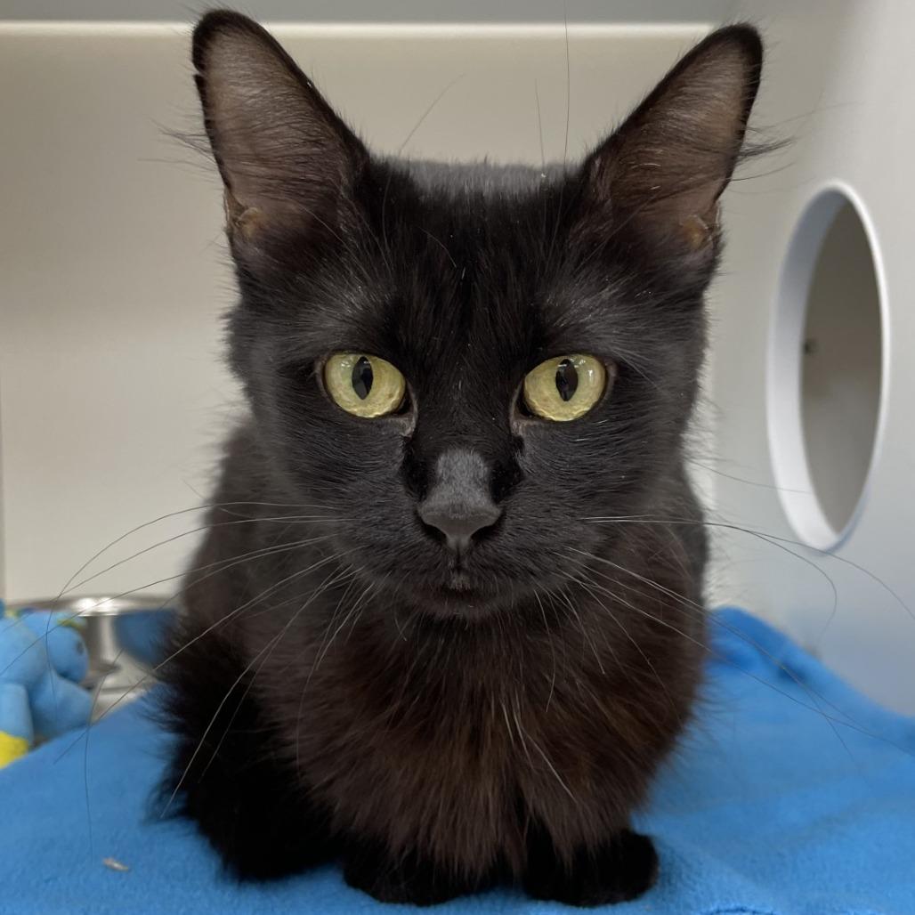 Gabby, a Adoptable Domestic Short Hair in Champaign, IL image 2/6