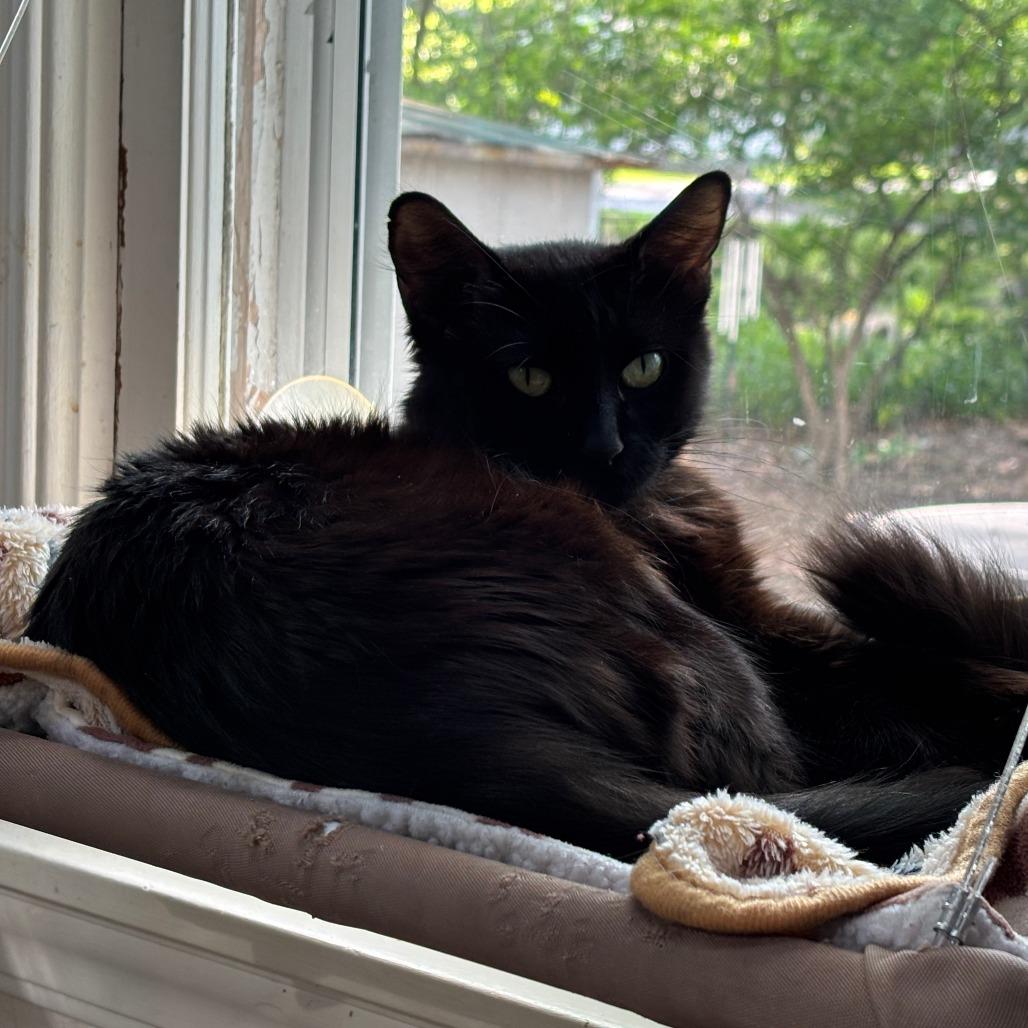 Gabby, a Adoptable Domestic Short Hair in Champaign, IL image 3/6