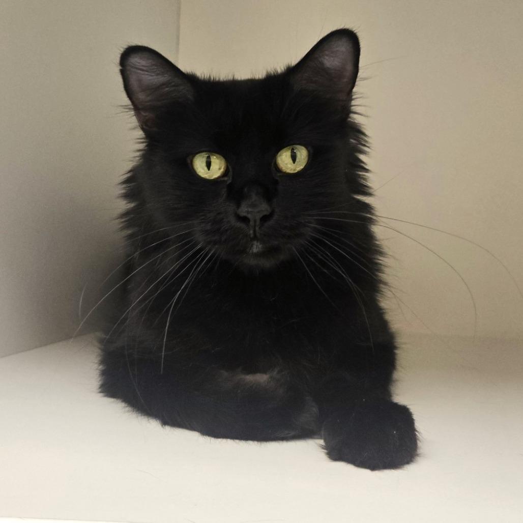 Gabby, a Adoptable Domestic Short Hair in Champaign, IL image 4/6