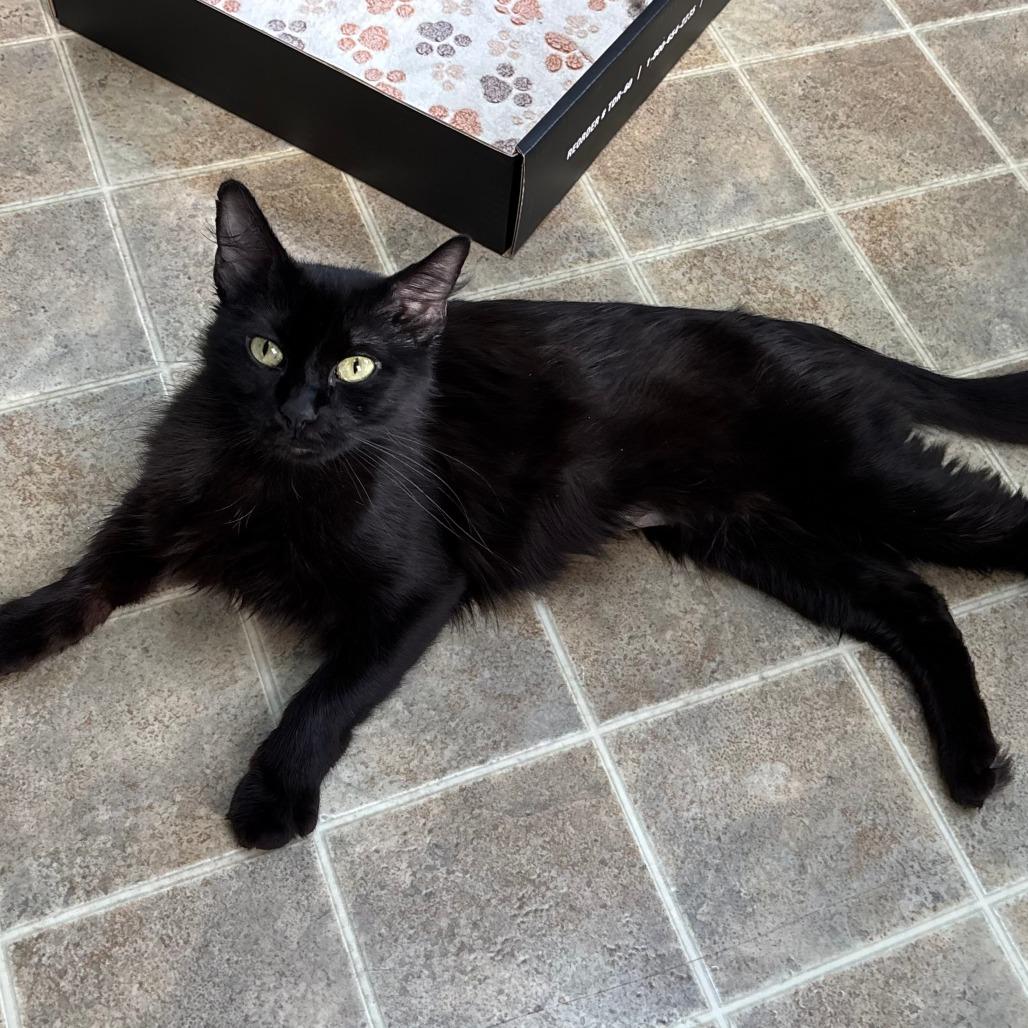 Gabby, a Adoptable Domestic Short Hair in Champaign, IL image 5/6
