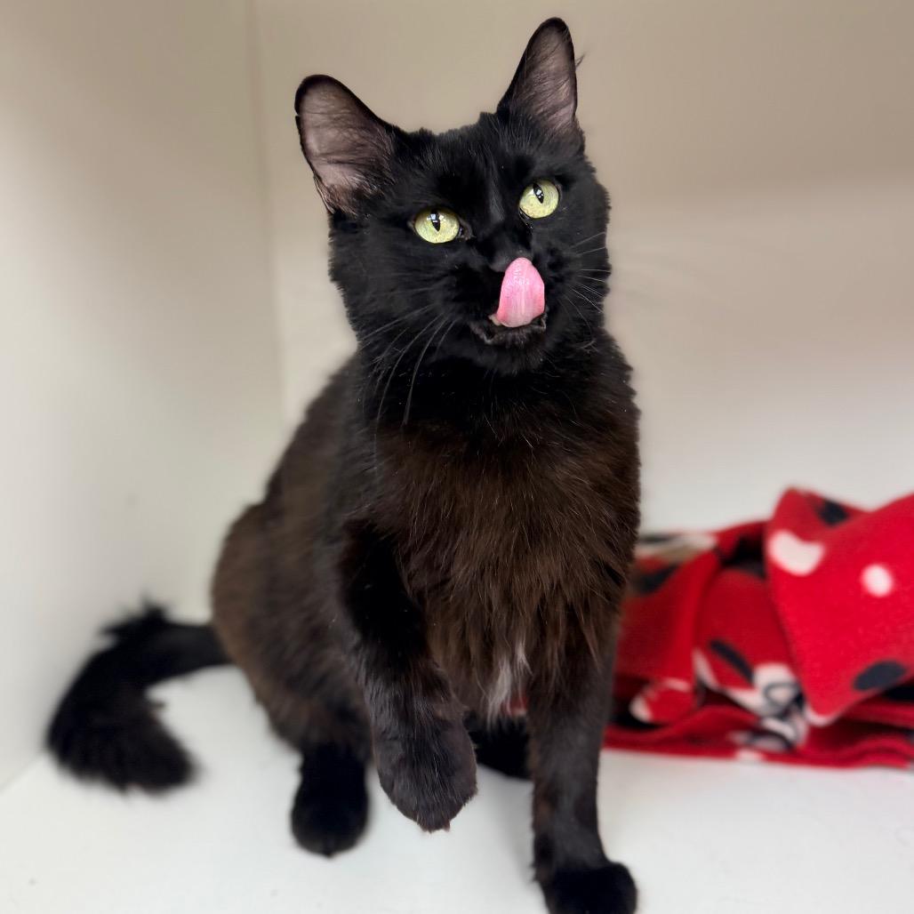 Gabby, a Adoptable Domestic Short Hair in Champaign, IL image 6/6