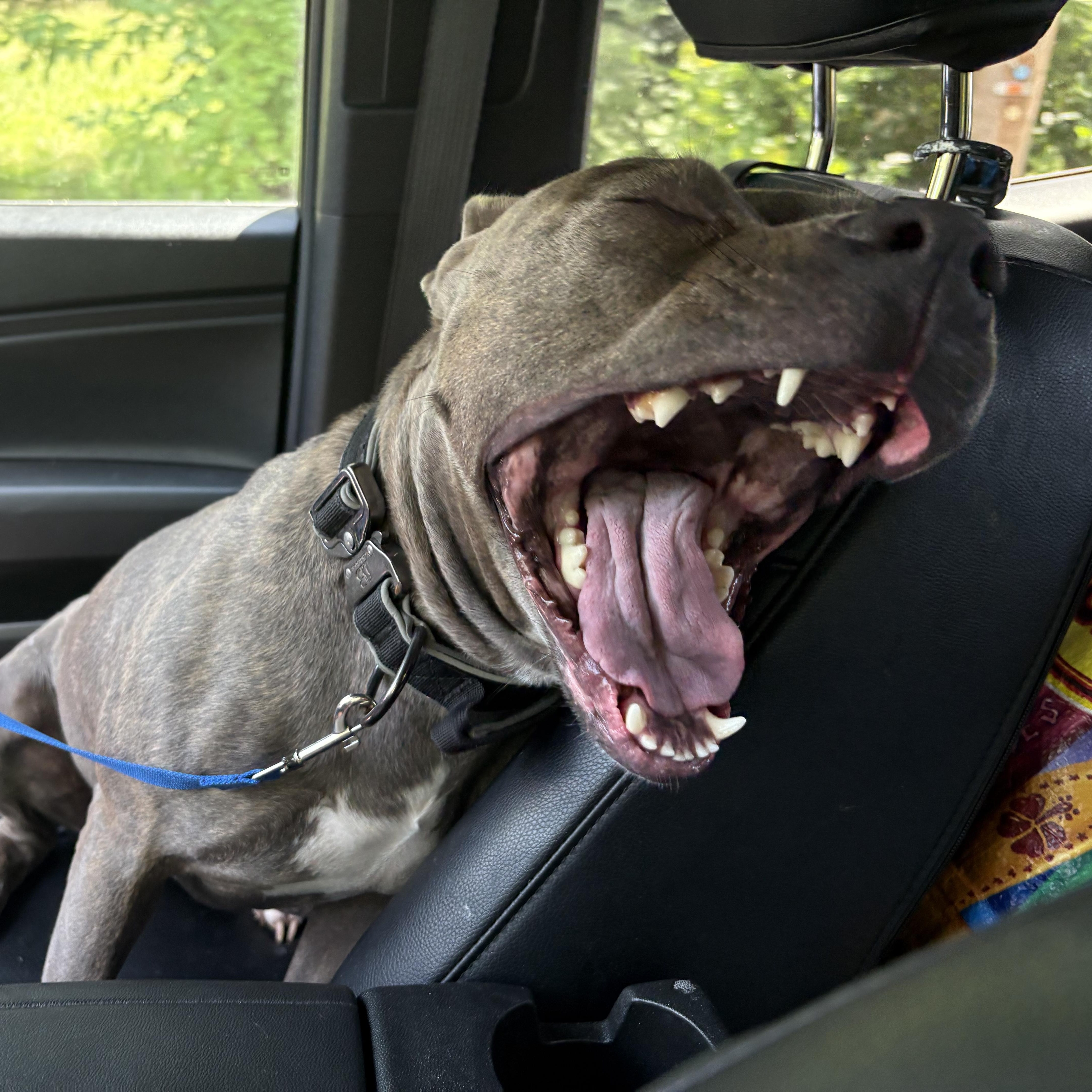 Enlarge Luna, a Adopted mixed breed in Union City, NJ image 5/6