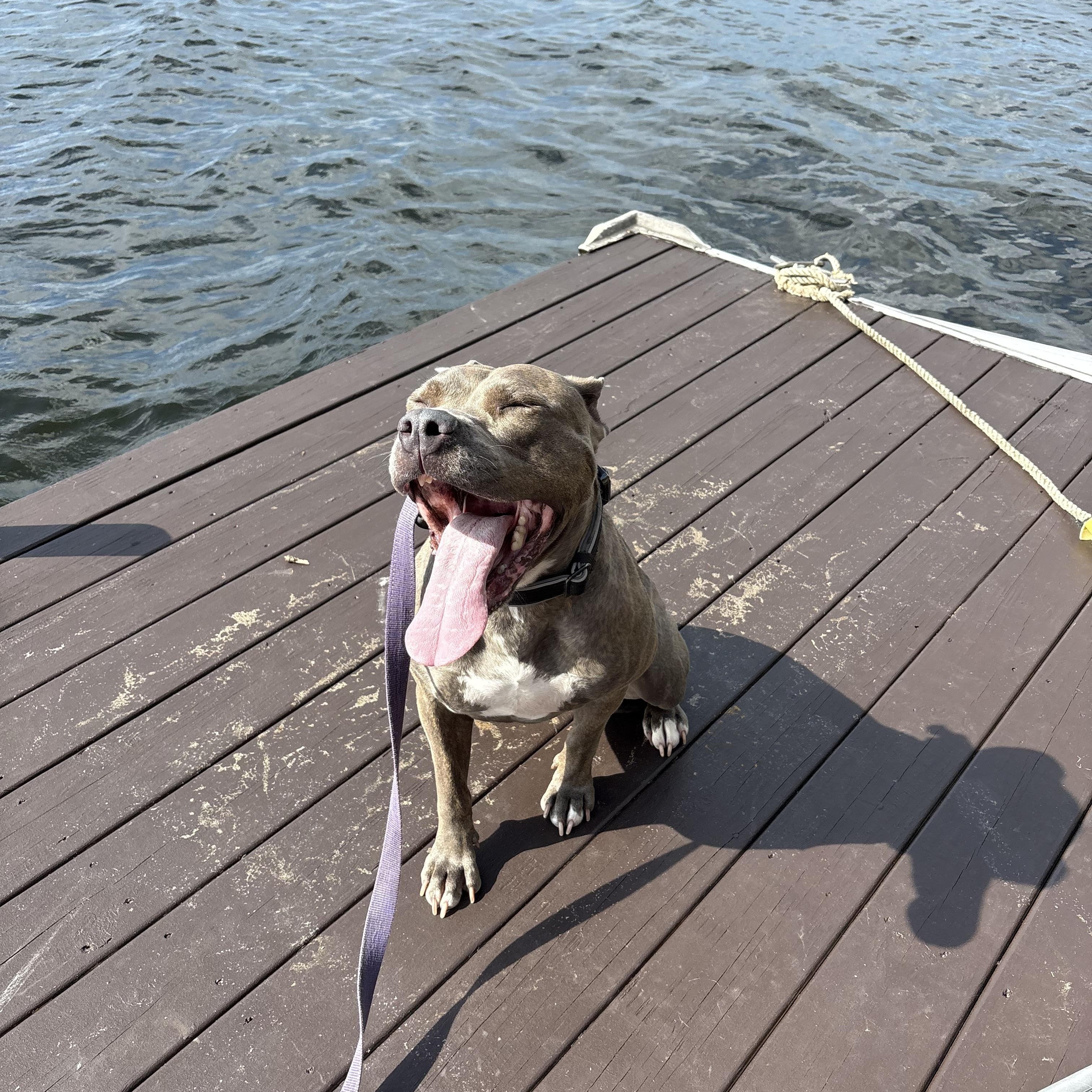 Enlarge Luna, a Adopted mixed breed in Union City, NJ image 3/6