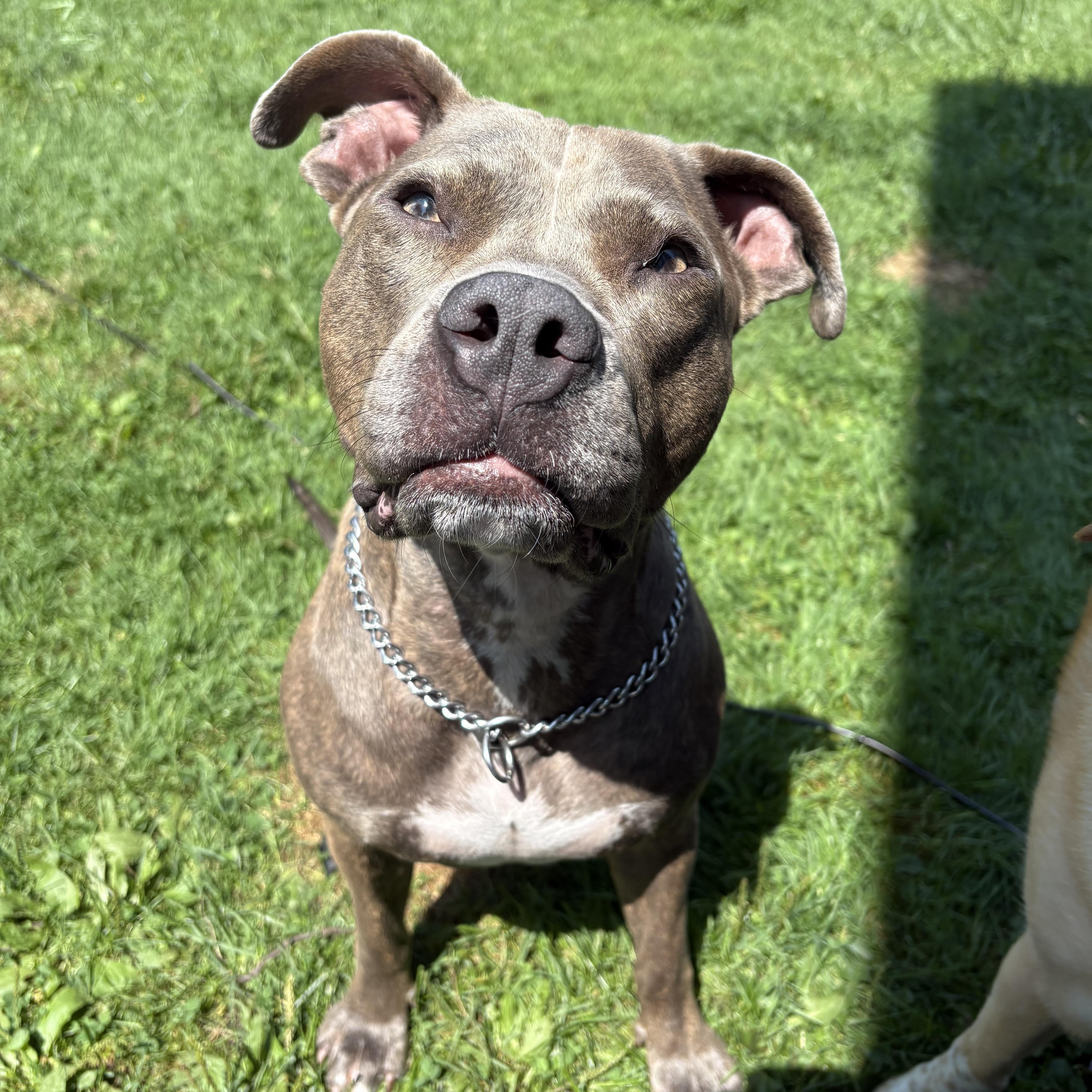 Luna, Adopted, Adult Female Pit Bull Terrier & American Staffordshire Terrier.