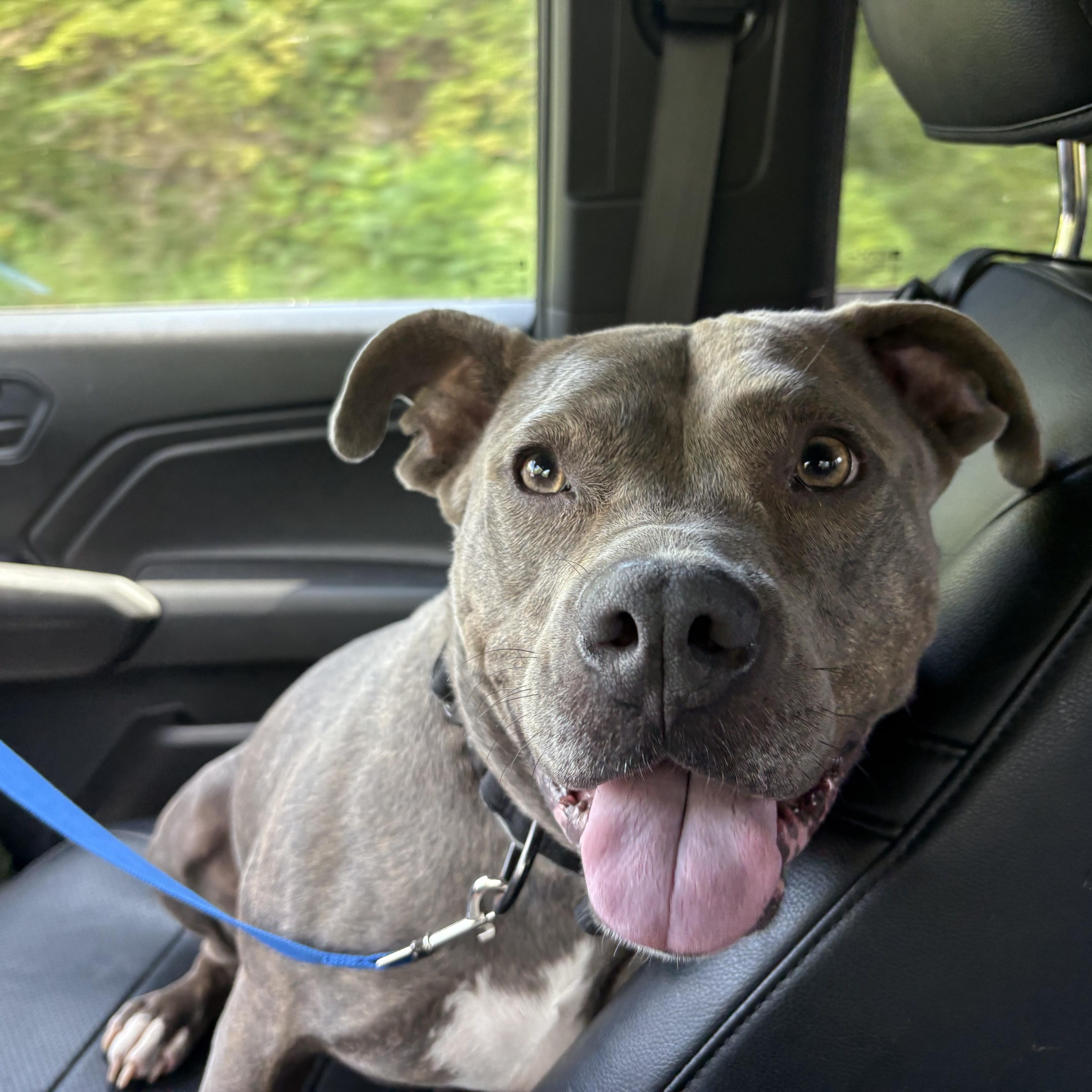 Enlarge Luna, a Adopted mixed breed in Union City, NJ image 6/6