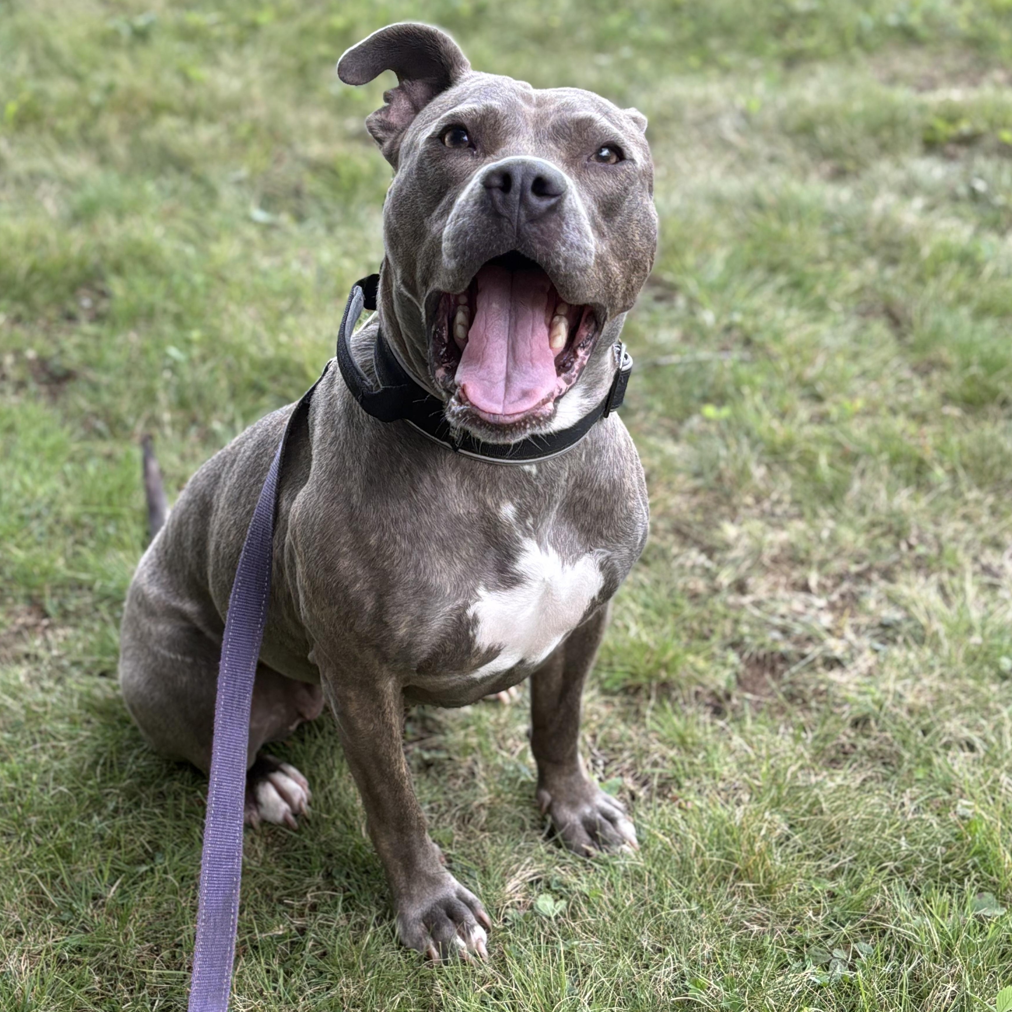 Enlarge Luna, a Adopted mixed breed in Union City, NJ image 2/6