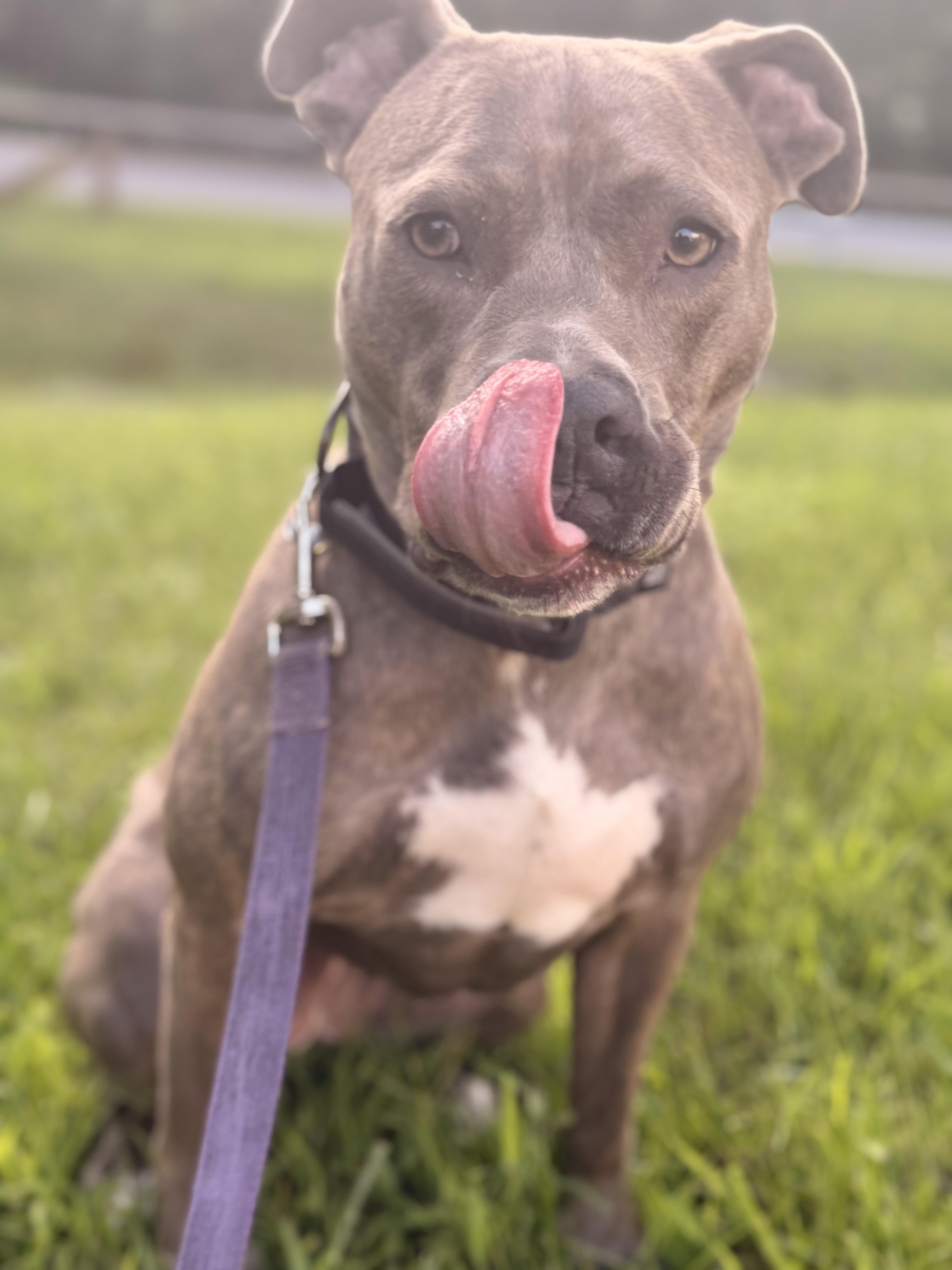 Enlarge Luna, a Adopted mixed breed in Union City, NJ image 4/6