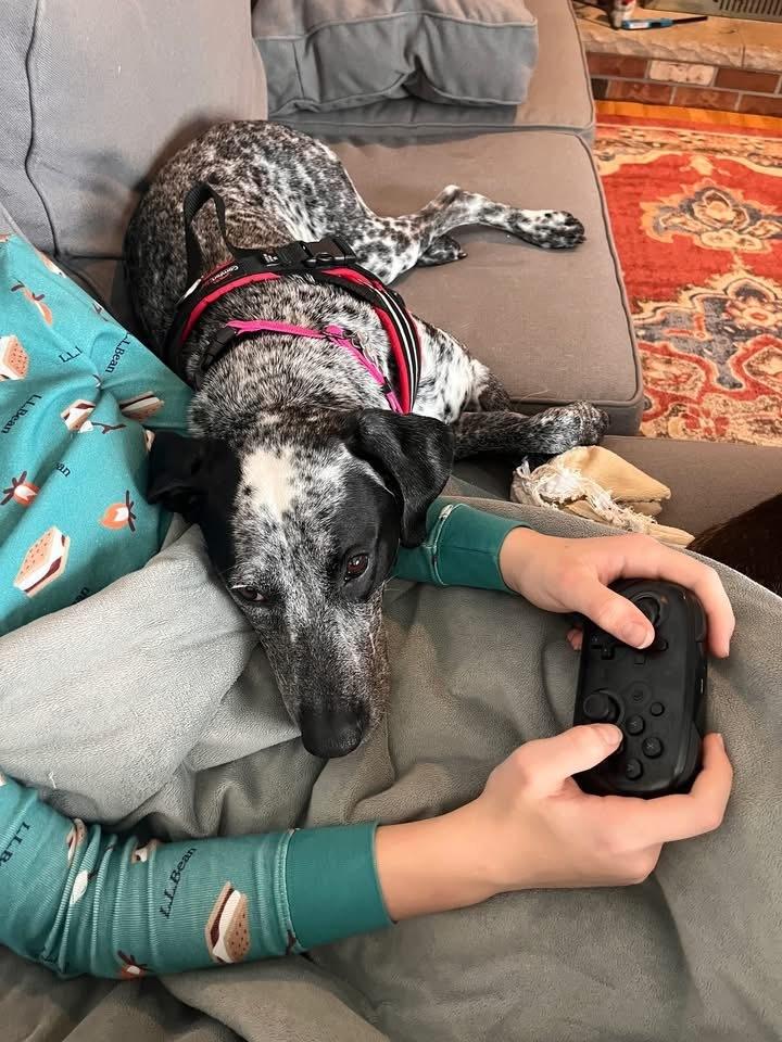 Enlarge Minka, a Adoptable mixed breed in Grove City, OH image 1/5