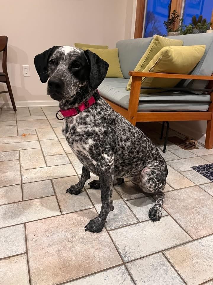 Enlarge Minka, a Adoptable mixed breed in Grove City, OH image 2/5