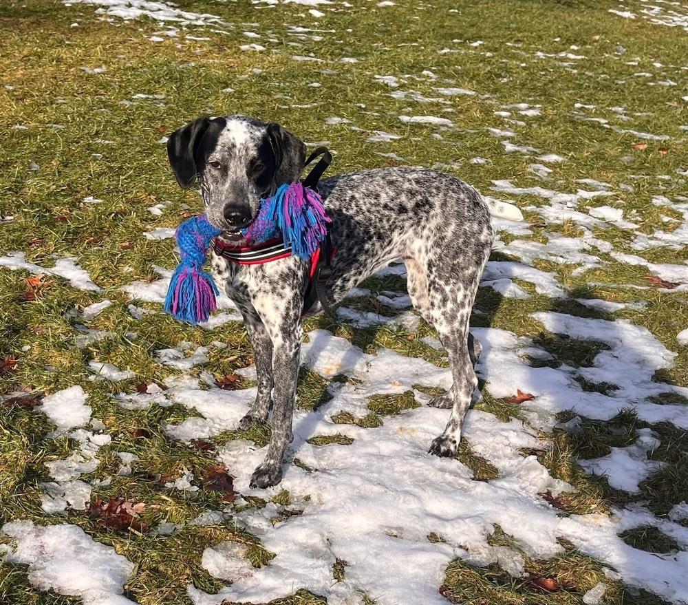 Enlarge Minka, a Adoptable mixed breed in Grove City, OH image 4/5