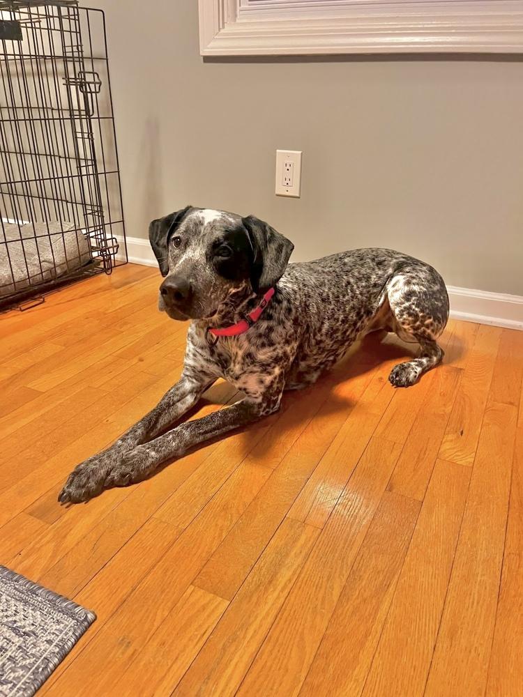 Enlarge Minka, a Adoptable mixed breed in Grove City, OH image 5/5