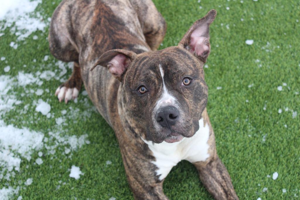 Hulk, Adoptable, Young Male Pit Bull Terrier.