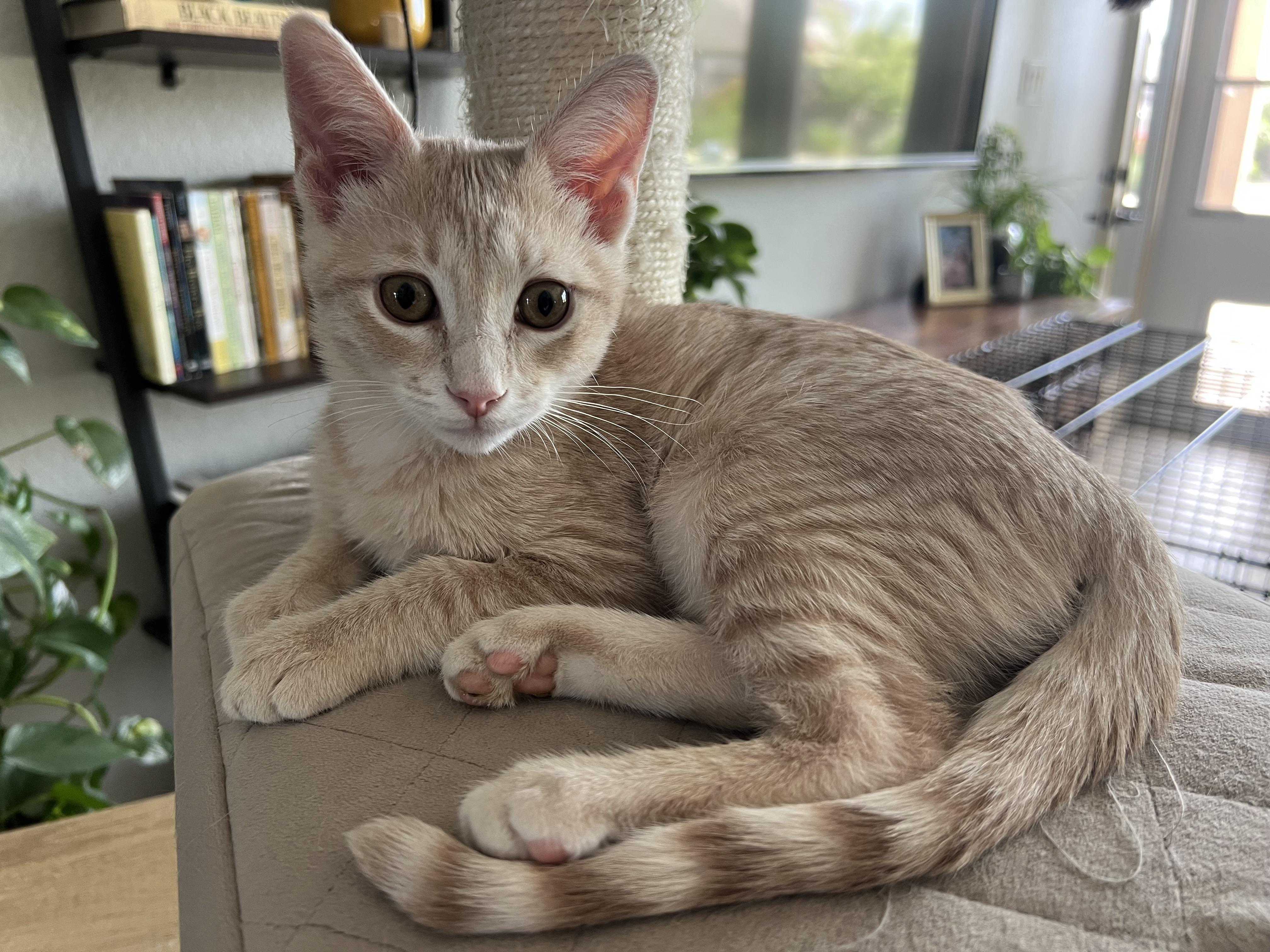 Enlarge Lancelot, a Adoptable Domestic Short Hair in Houston, TX image 1/4