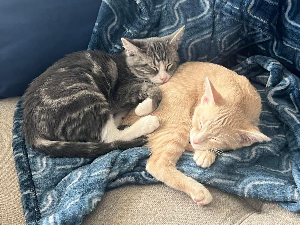 Enlarge Lancelot, a Adoptable Domestic Short Hair in Houston, TX image 2/4