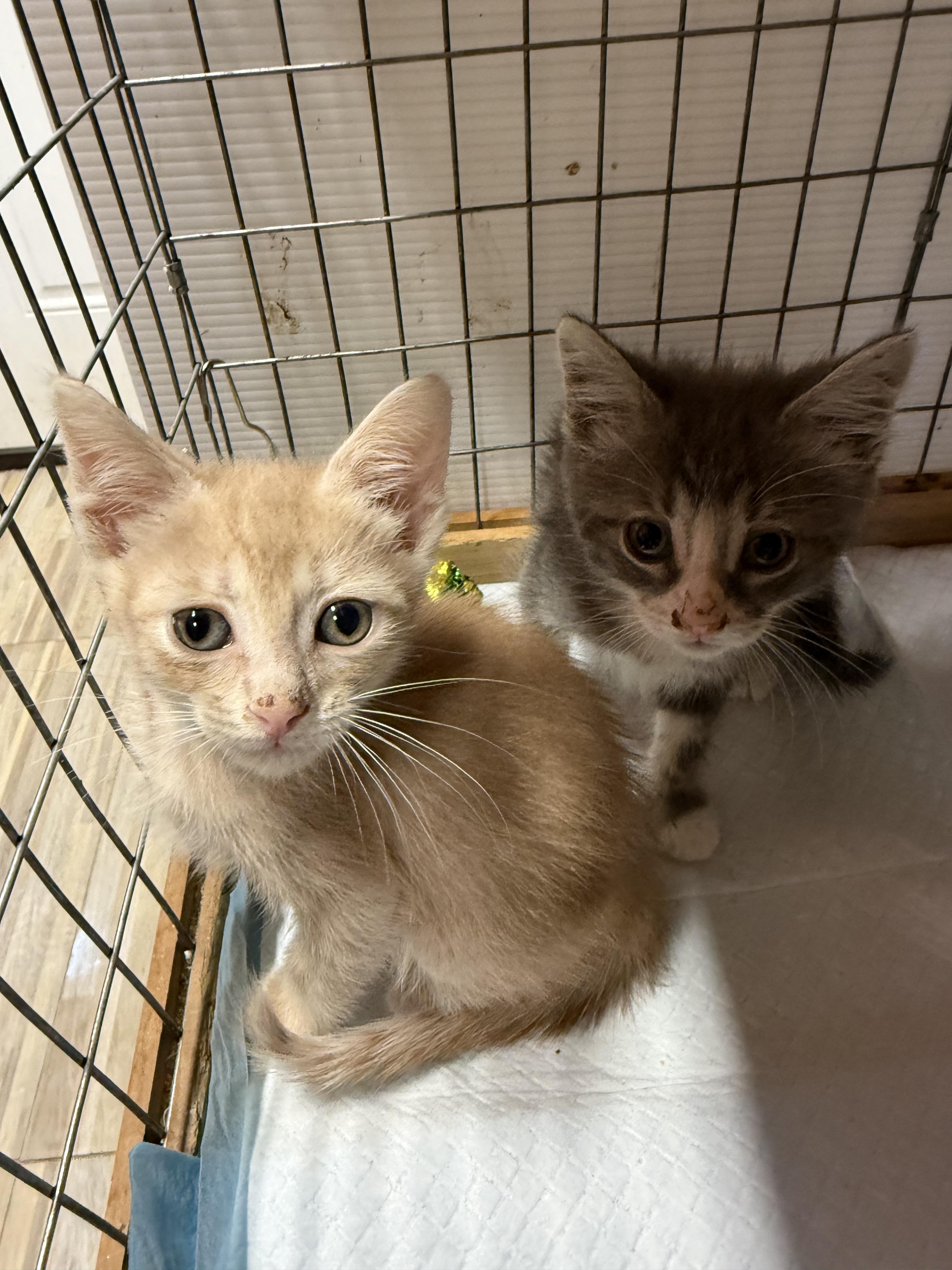 Enlarge Lancelot, a Adoptable Domestic Short Hair in Houston, TX image 3/4