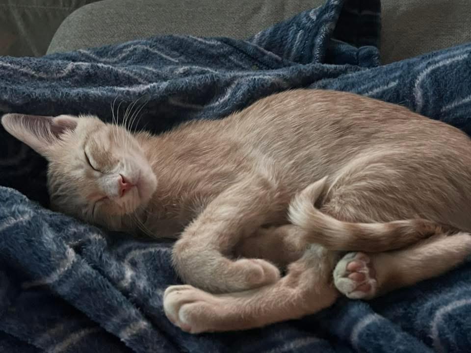 Enlarge Lancelot, a Adoptable Domestic Short Hair in Houston, TX image 4/4