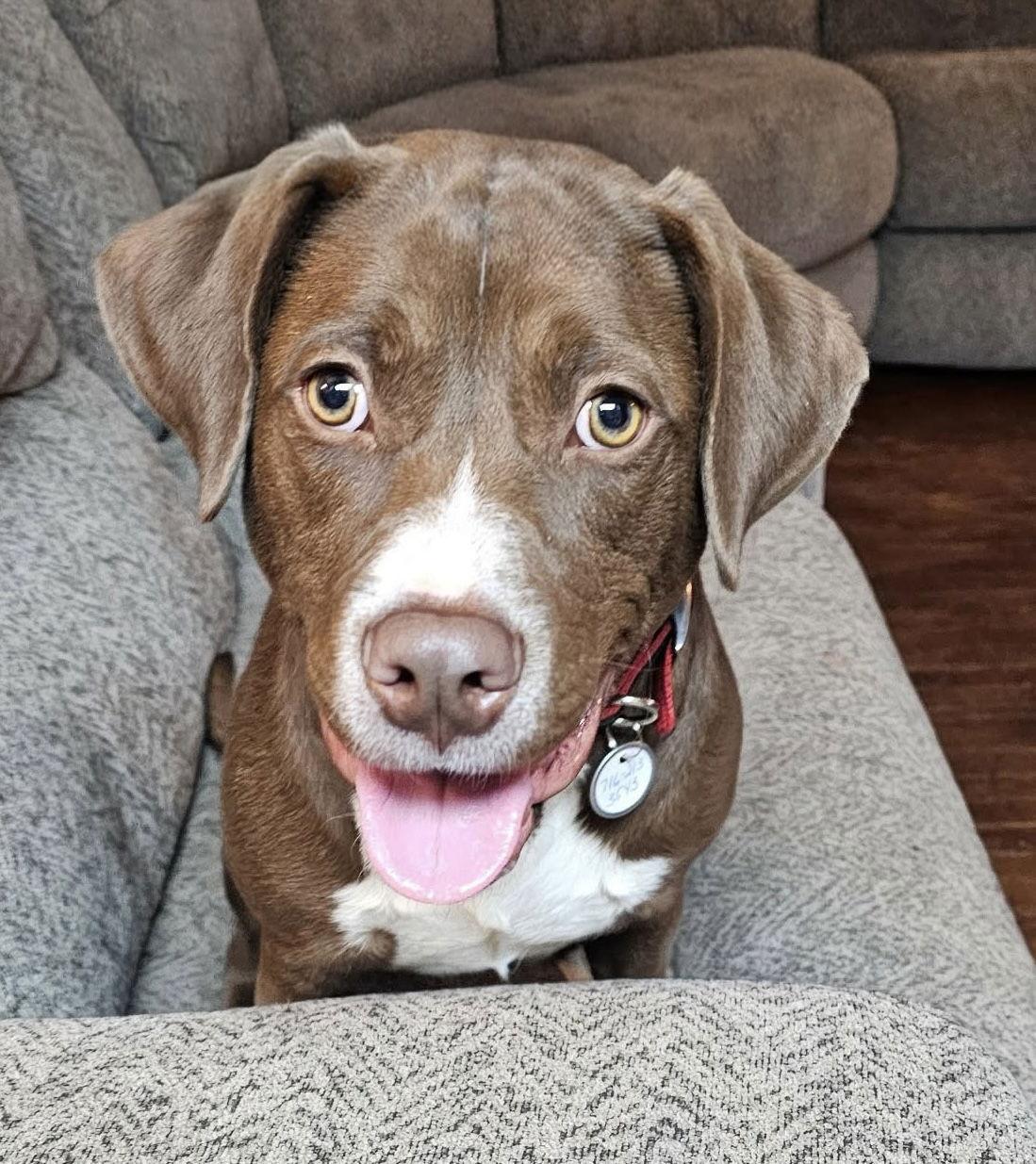 Max, a Adoptable Labrador Retriever in Springville, NY image 1/2