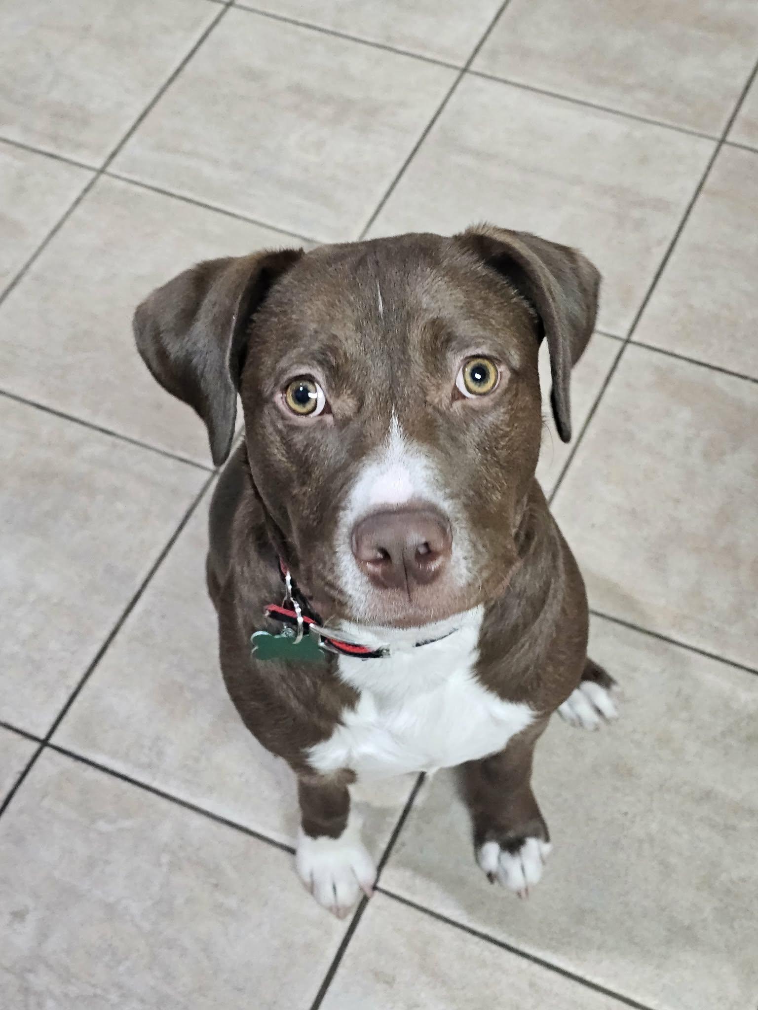 Max, a Adoptable Labrador Retriever in Springville, NY image 2/2