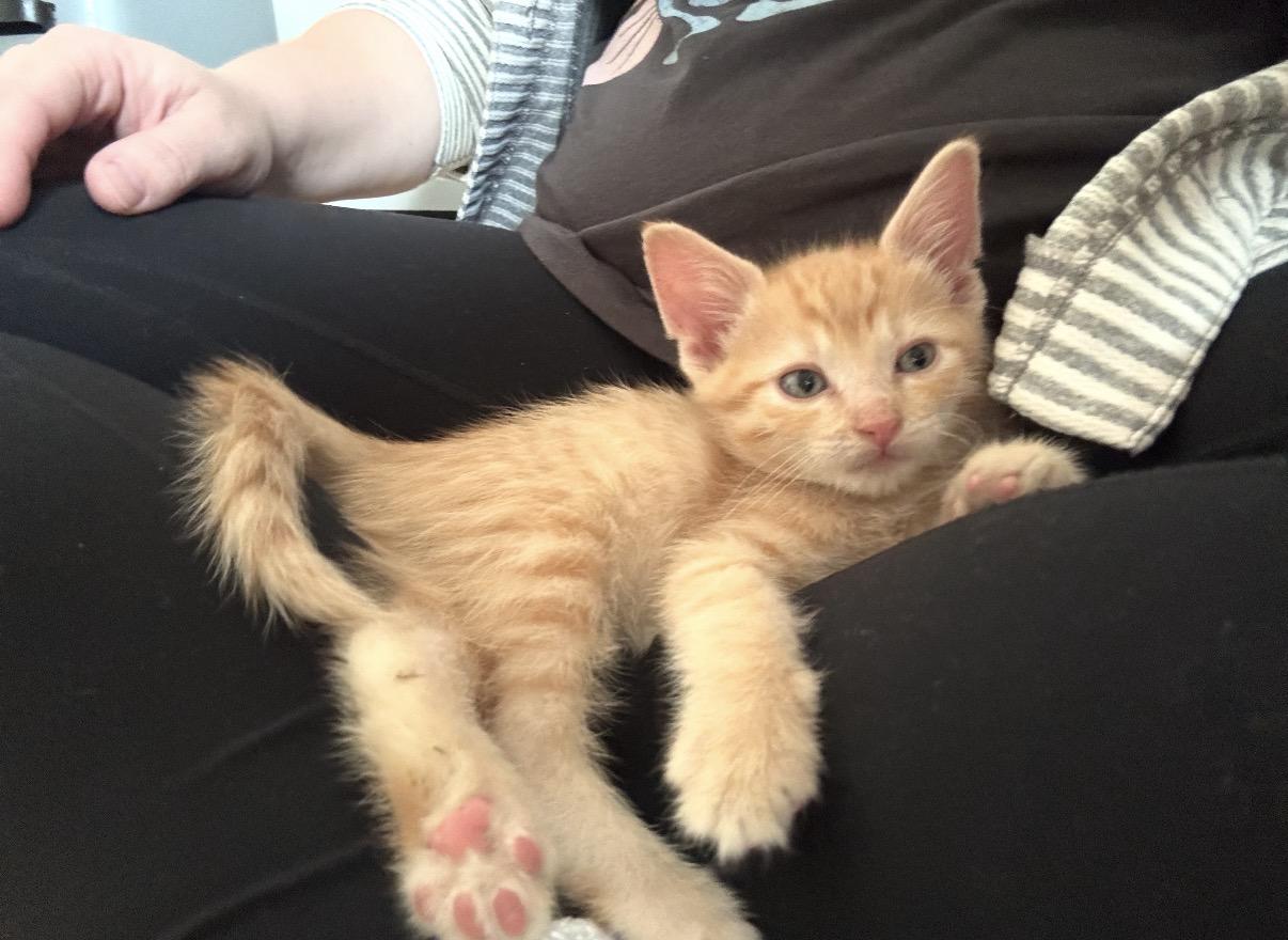 Enlarge Johnny, an adopted Domestic Short Hair in Lemont, IL image 1/1