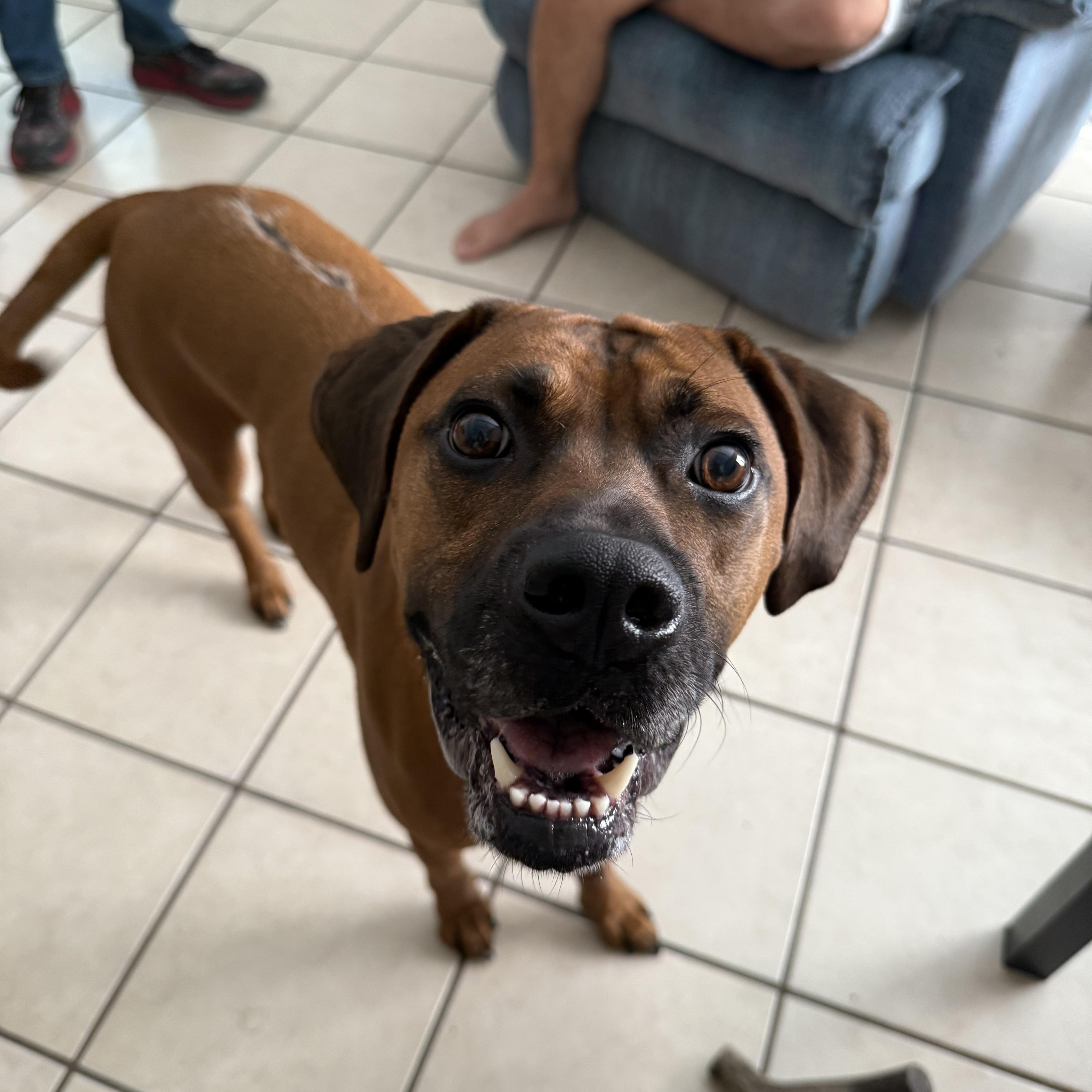 Dutch, a Adoptable mixed breed in Austin, TX image 2/6