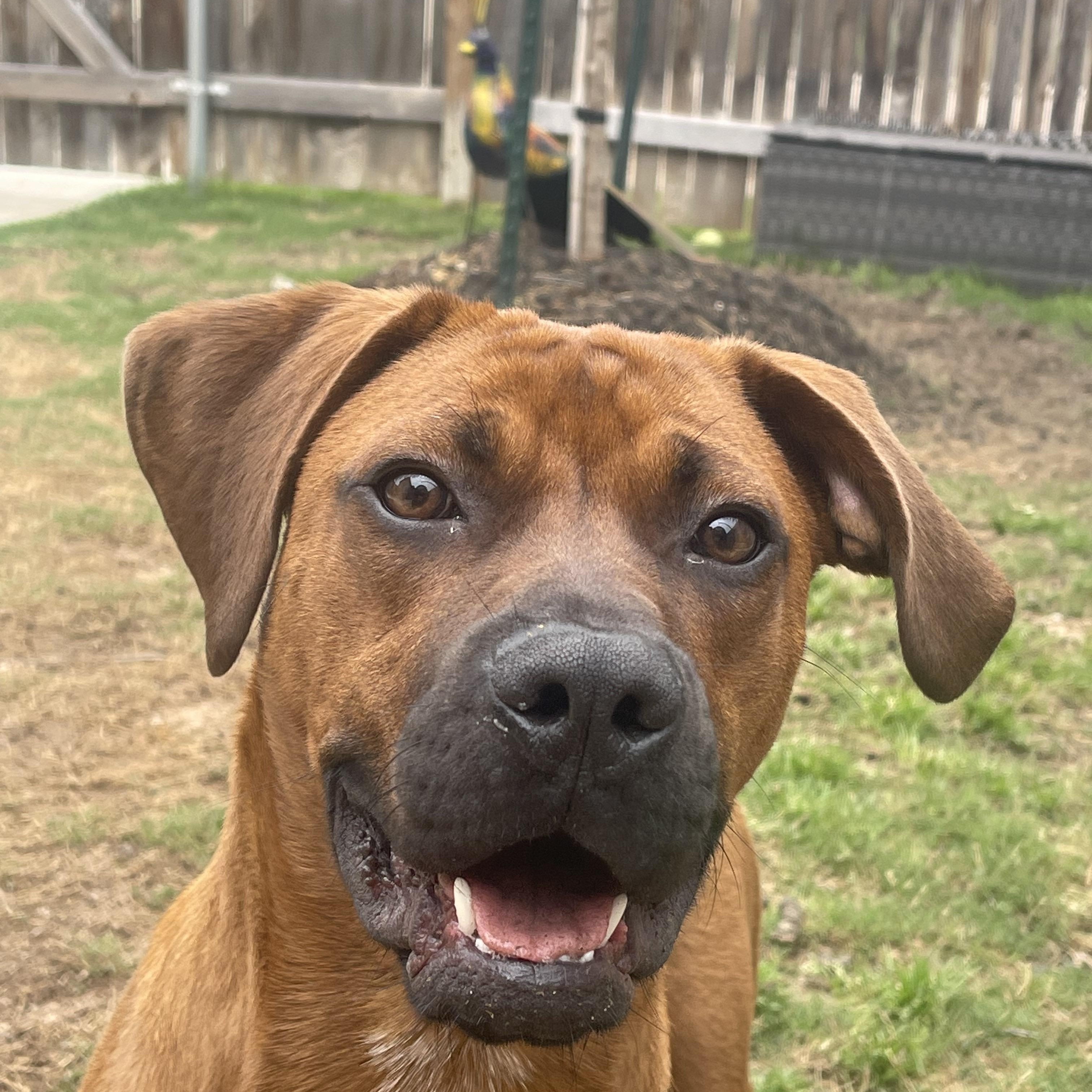 Dutch, a Adoptable mixed breed in Austin, TX image 3/6