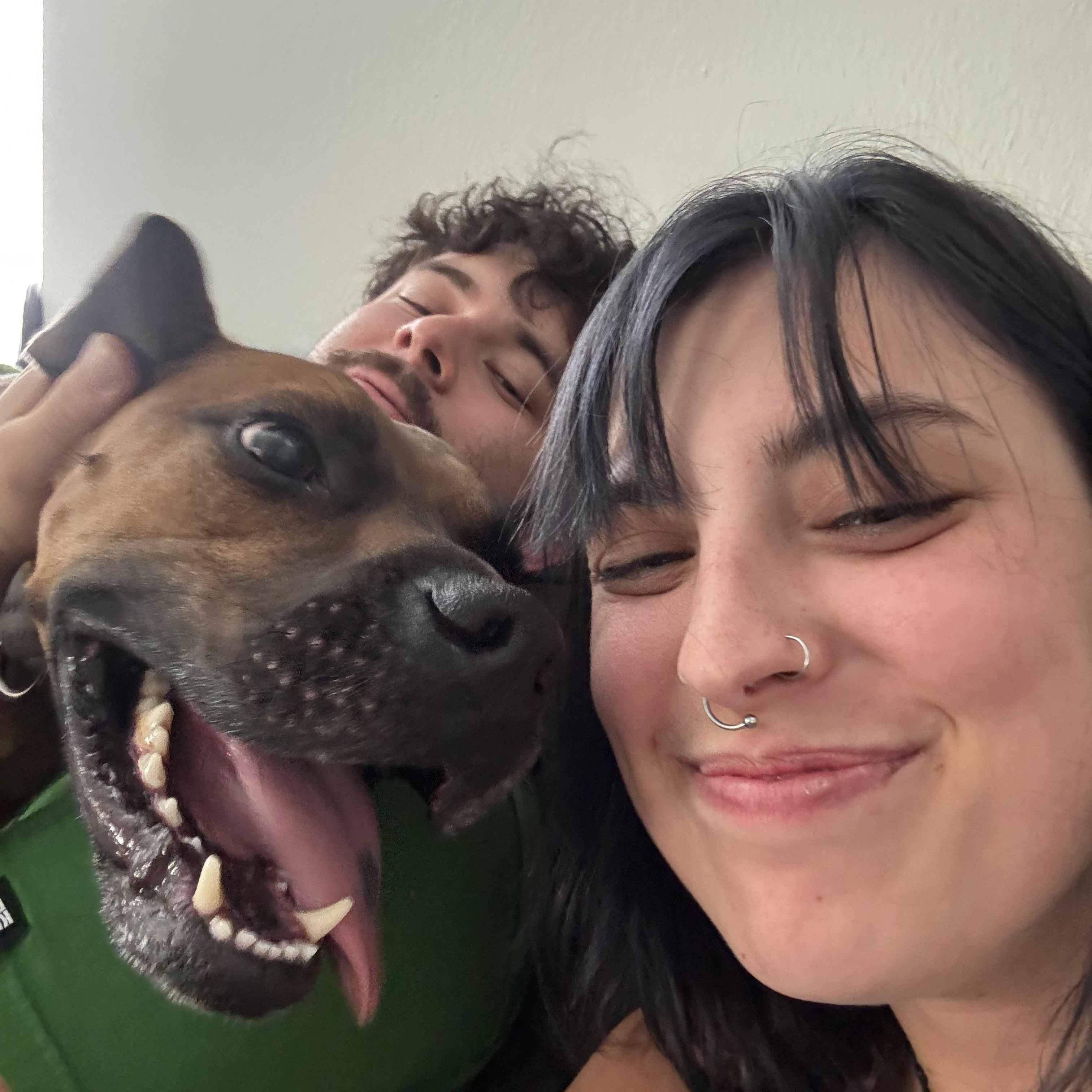 Dutch, a Adoptable mixed breed in Austin, TX image 4/6