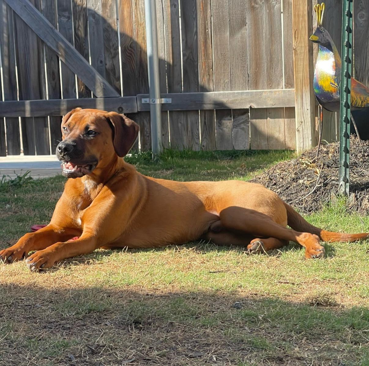 Dutch, a Adoptable mixed breed in Austin, TX image 5/6