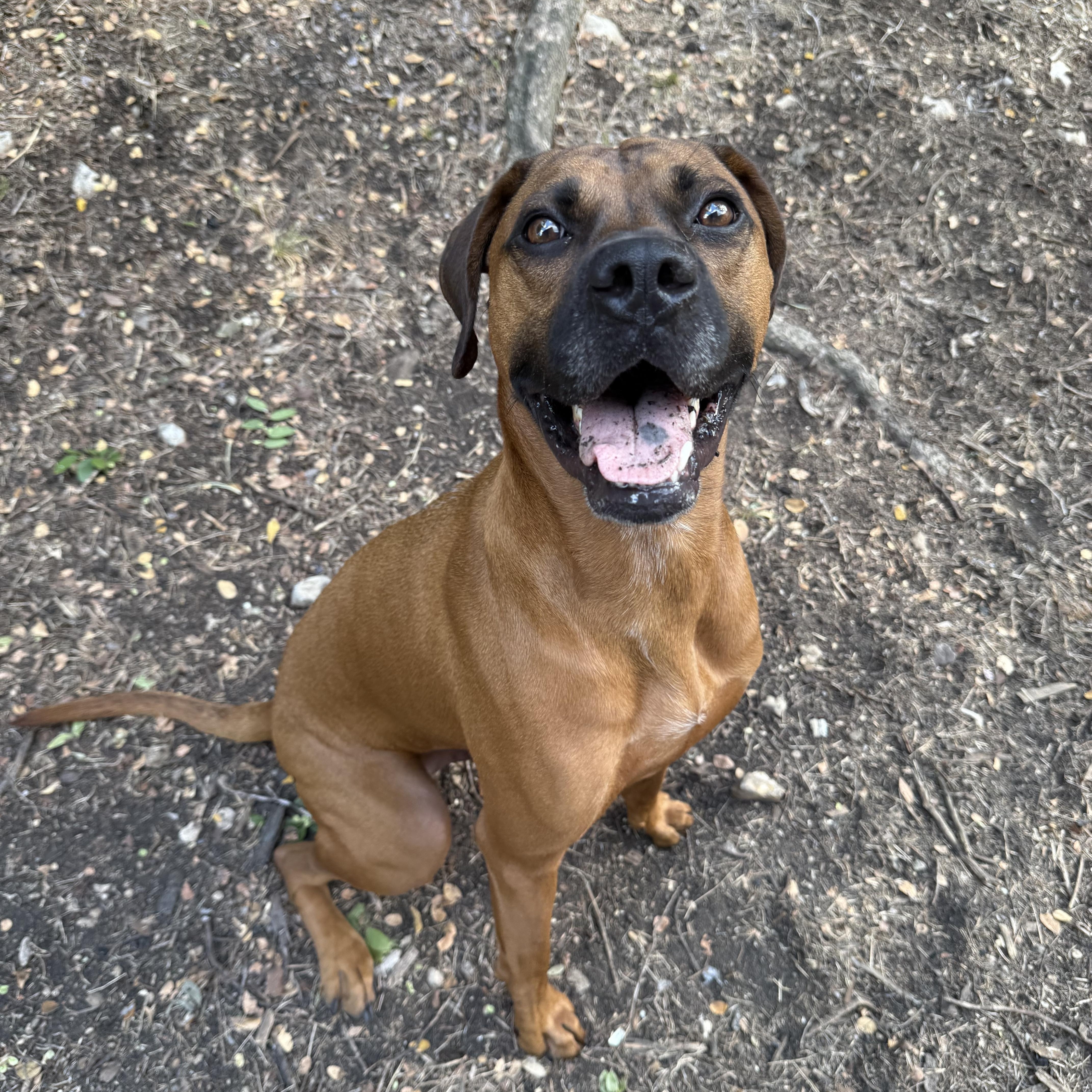 Dutch, a Adoptable mixed breed in Austin, TX image 6/6