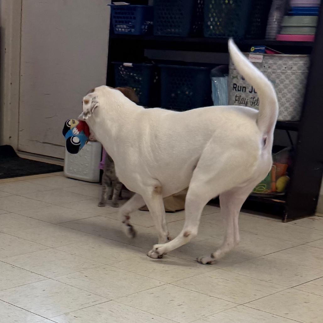 Mitchy, a Adoptable mixed breed in Jacksonville, AR image 1/6