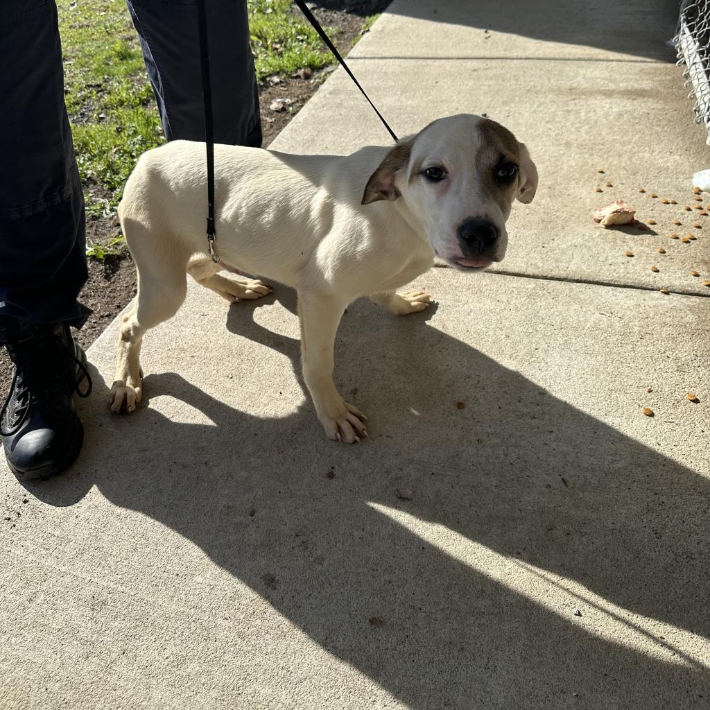 Mitchy, a Adoptable mixed breed in Jacksonville, AR image 2/6