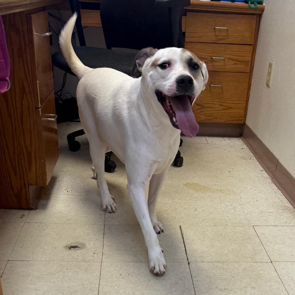 Mitchy, a Adoptable mixed breed in Jacksonville, AR image 3/6