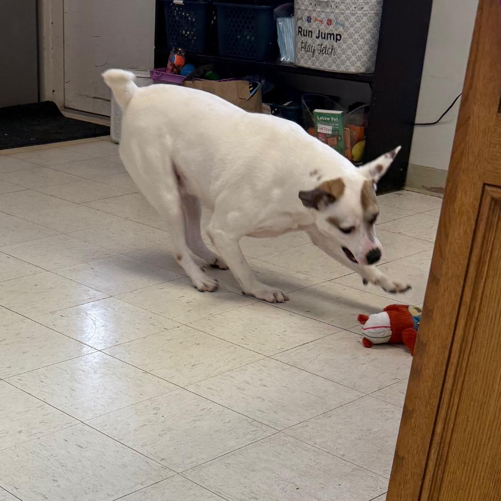 Mitchy, a Adoptable mixed breed in Jacksonville, AR image 4/6