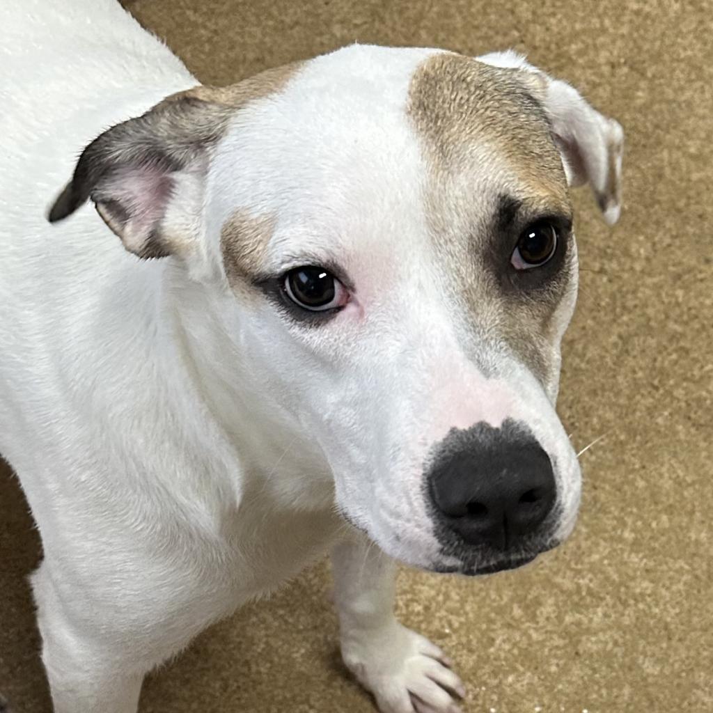 Mitchy, a Adoptable mixed breed in Jacksonville, AR image 5/6