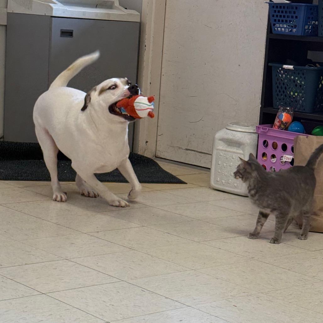 Mitchy, a Adoptable mixed breed in Jacksonville, AR image 6/6