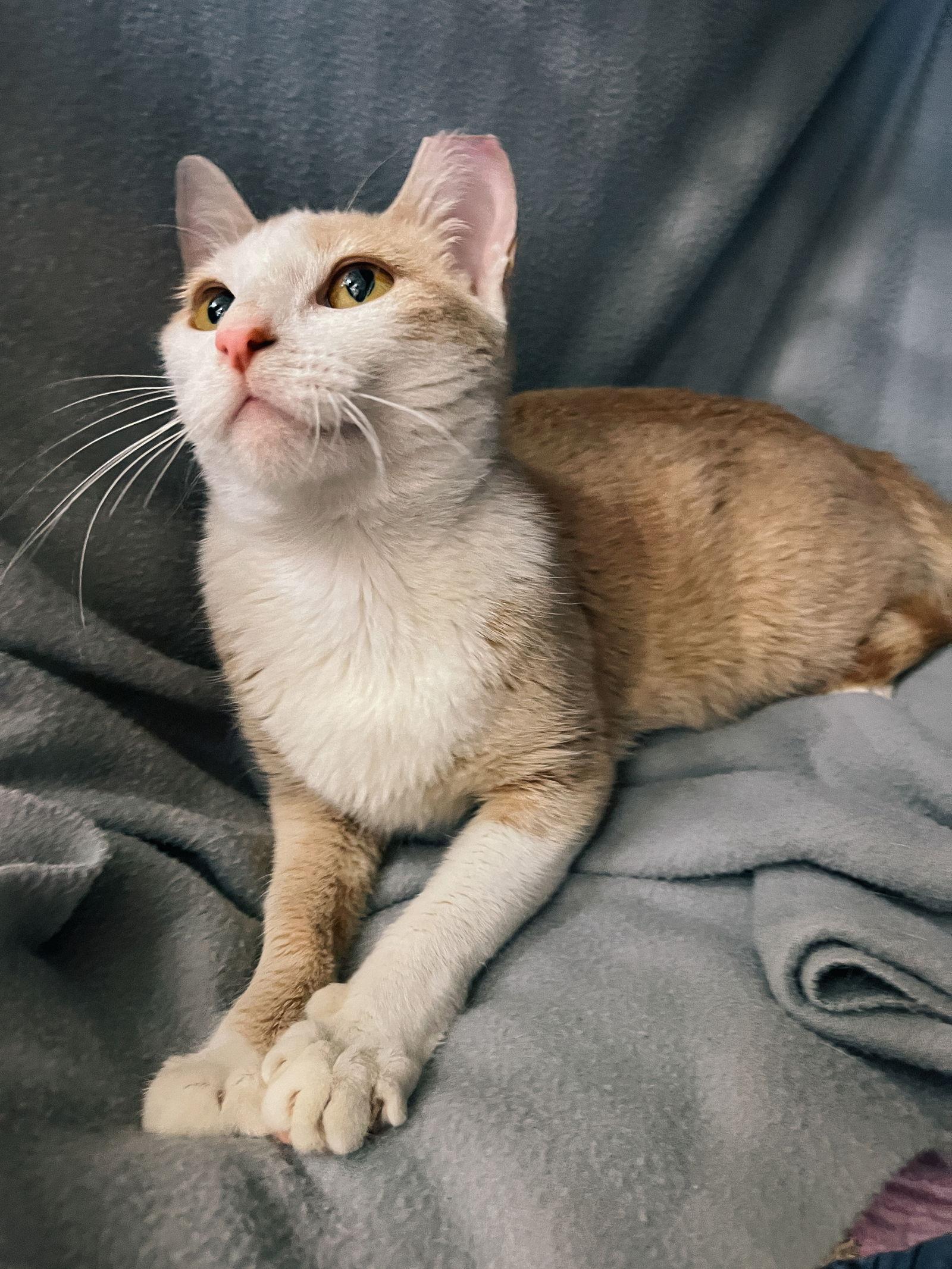 CJ, a Adoptable Domestic Short Hair in San Jose, CA image 1/3