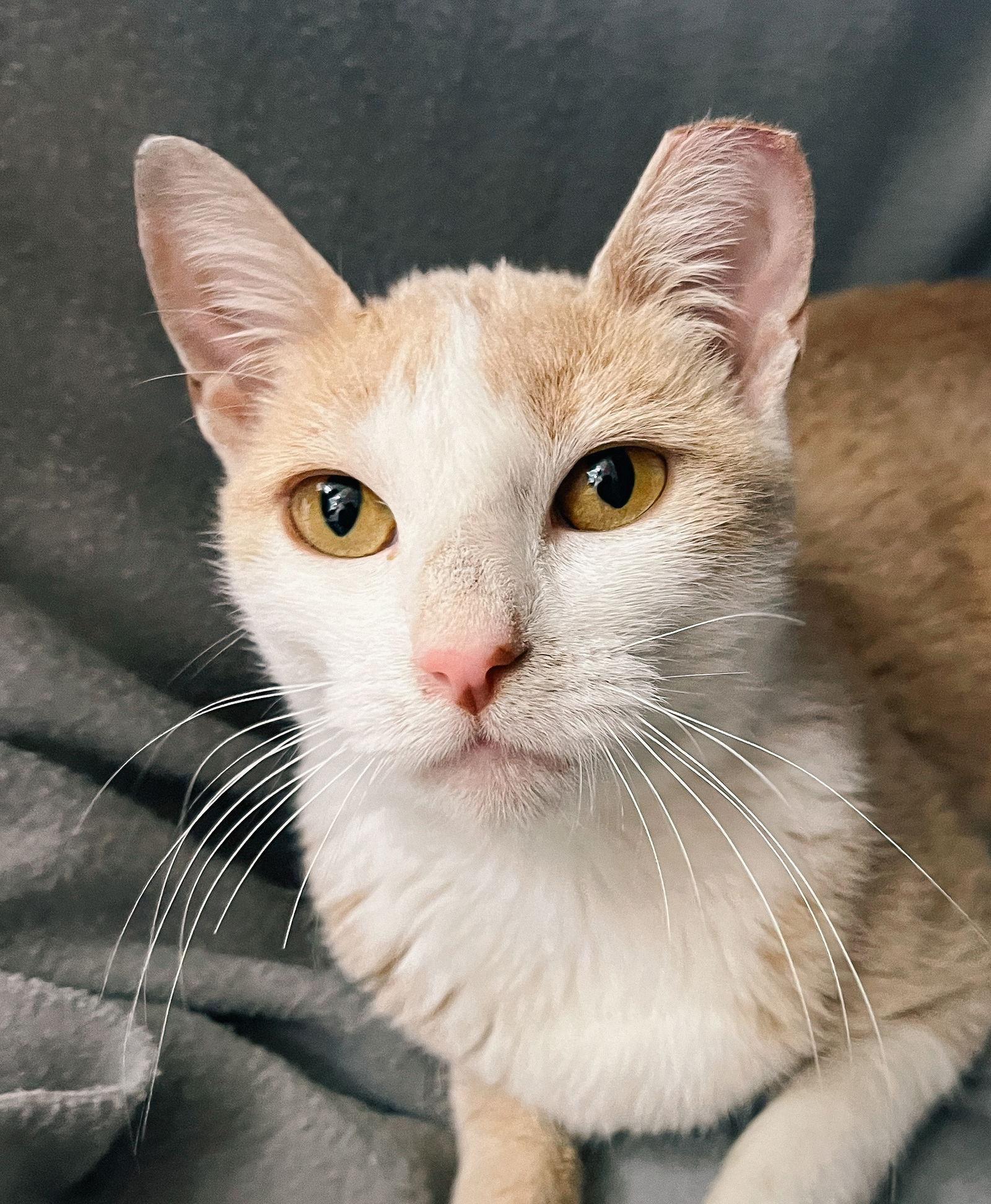 CJ, a Adoptable Domestic Short Hair in San Jose, CA image 2/3