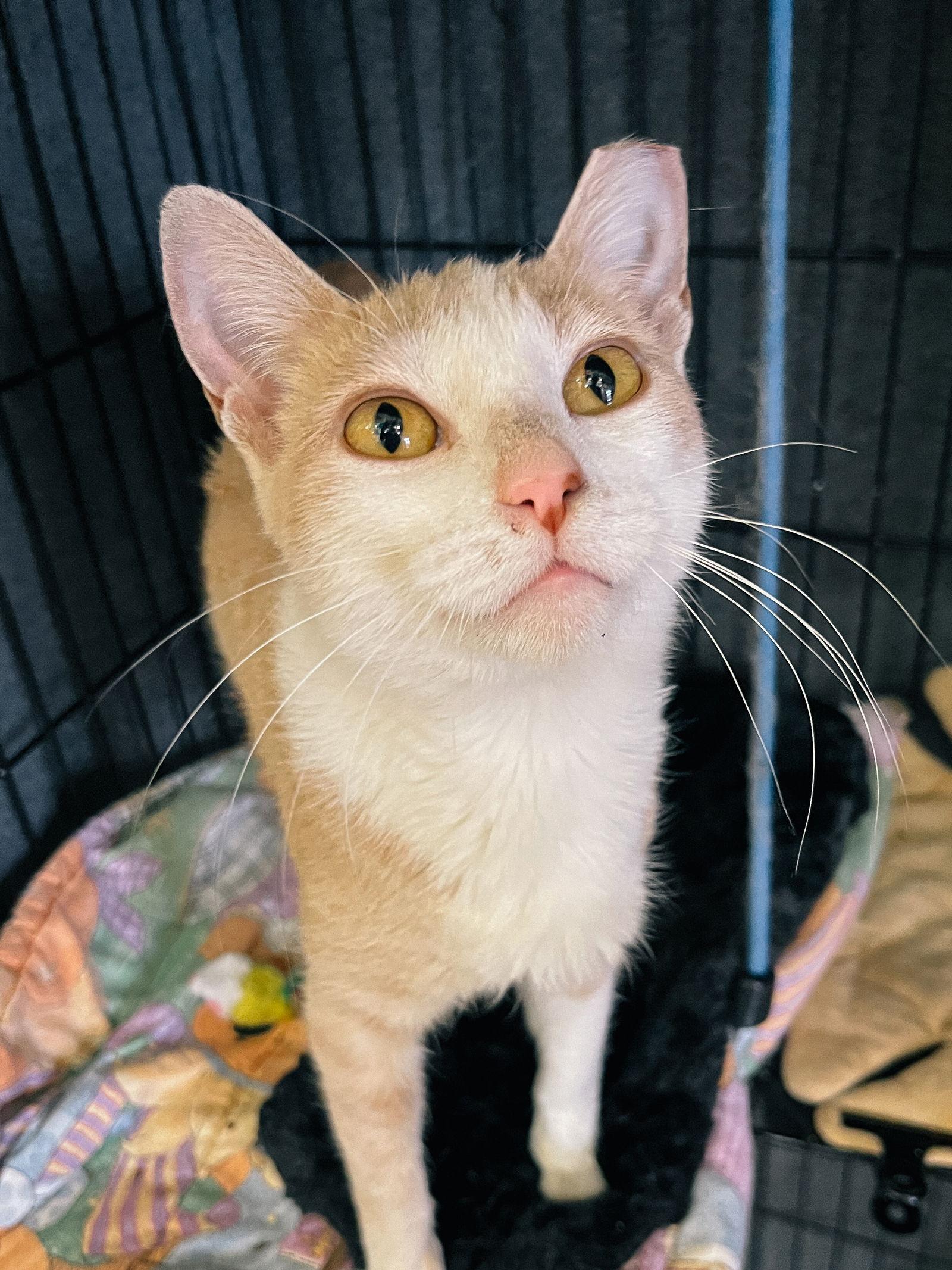 CJ, a Adoptable Domestic Short Hair in San Jose, CA image 3/3