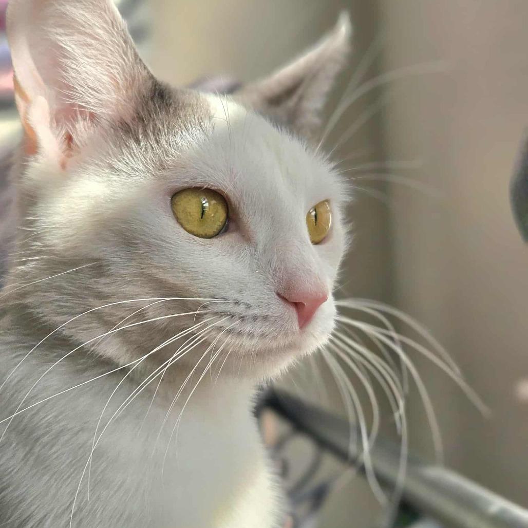 Enlarge Pearl, a Adoptable Domestic Short Hair in FAIRWAY, KS image 2/6