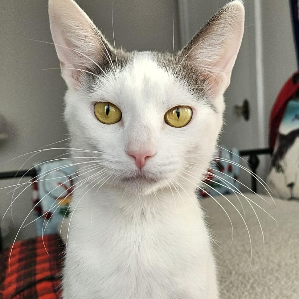 Enlarge Pearl, a Adoptable Domestic Short Hair in FAIRWAY, KS image 1/6