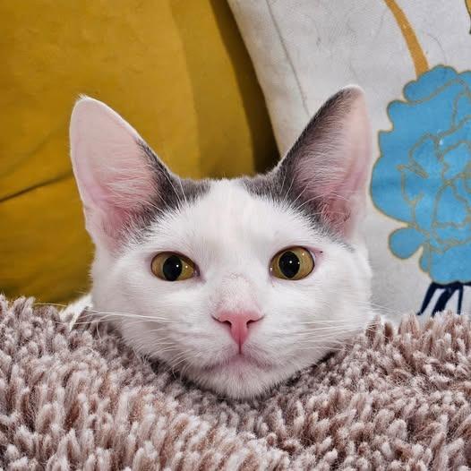 Enlarge Pearl, a Adoptable Domestic Short Hair in FAIRWAY, KS image 4/6