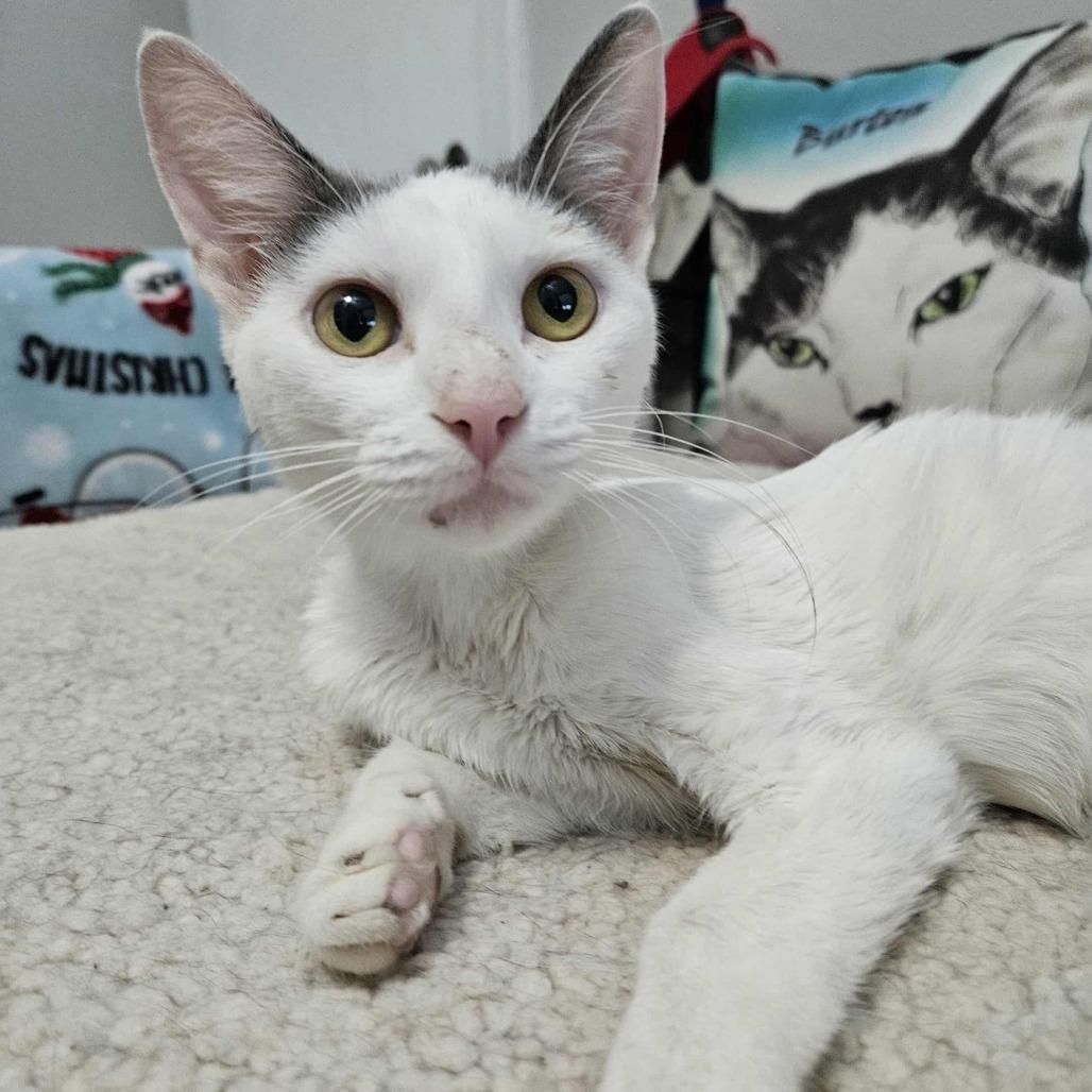 Enlarge Pearl, a Adoptable Domestic Short Hair in FAIRWAY, KS image 5/6